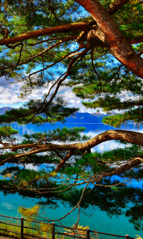 Download mobile wallpaper Lakes, Lake, Tree, Branch, Earth for free.