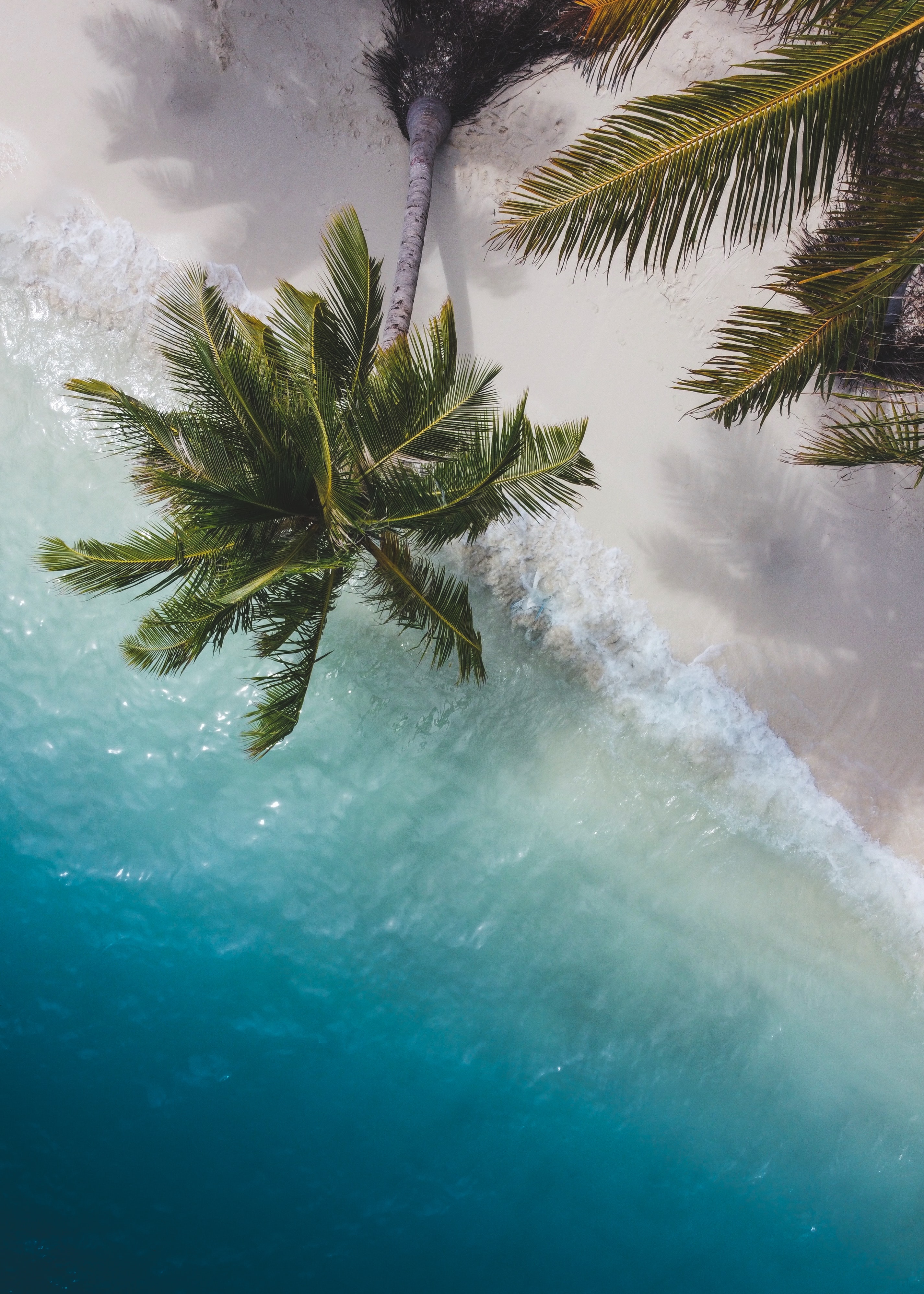 nature, branches, sea, view from above, coast, palm