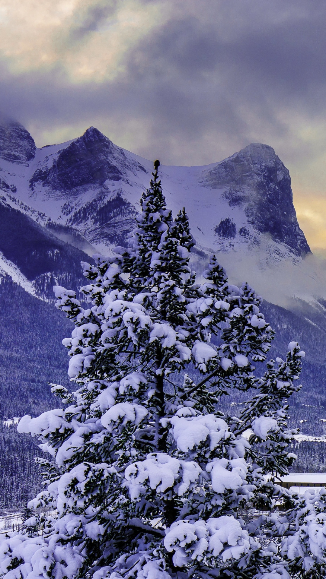 無料モバイル壁紙冬, 木, 雪, 山, カナダ, アルバータ州, 写真撮影, バンフ国立公園をダウンロードします。