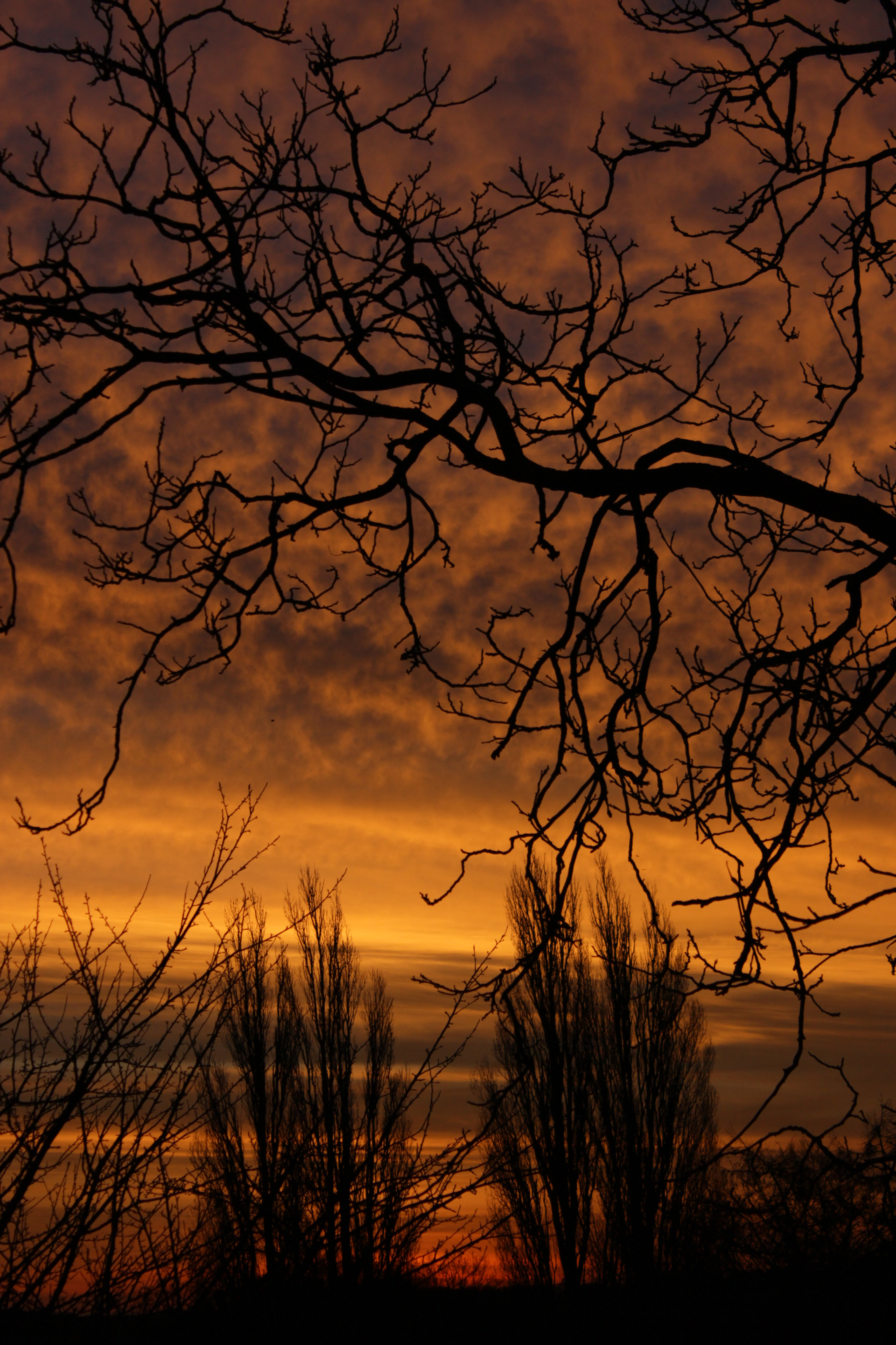 Download mobile wallpaper Sky, Branch, Sunset, Nature, Silhouette for free.