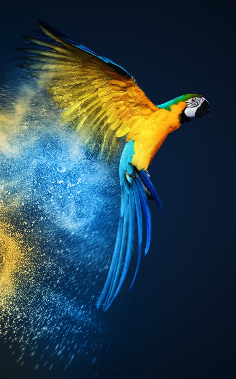 Descarga gratuita de fondo de pantalla para móvil de Animales, Pájaro, Guacamayo, Aves, Ave, Loro, Guacamayo Azul Y Amarillo.