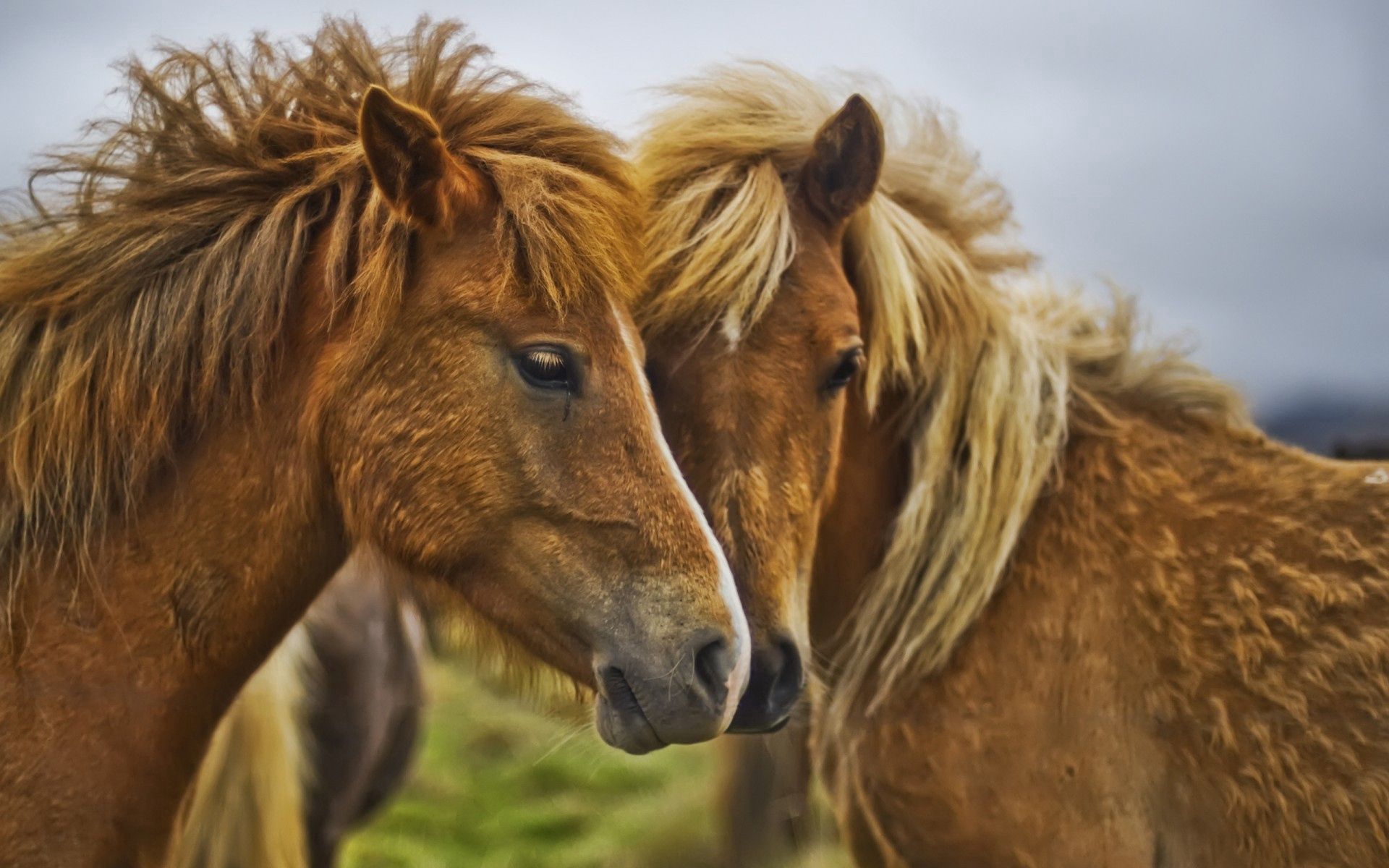 care, horses, animals, couple, pair, tenderness