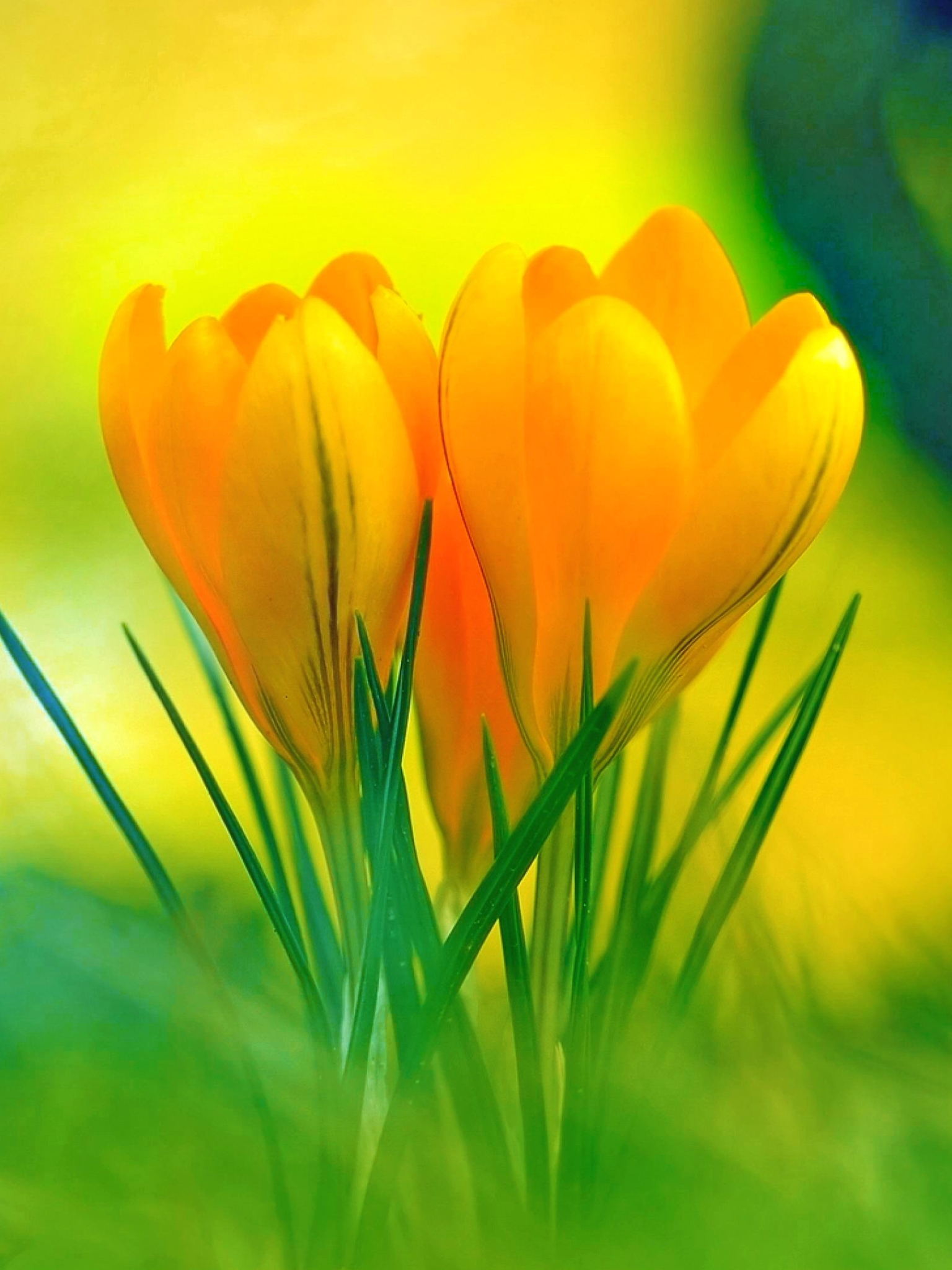 Скачать обои бесплатно Цветок, Весна, Крокус, Желтый Цветок, Земля/природа, Флауэрсы картинка на рабочий стол ПК