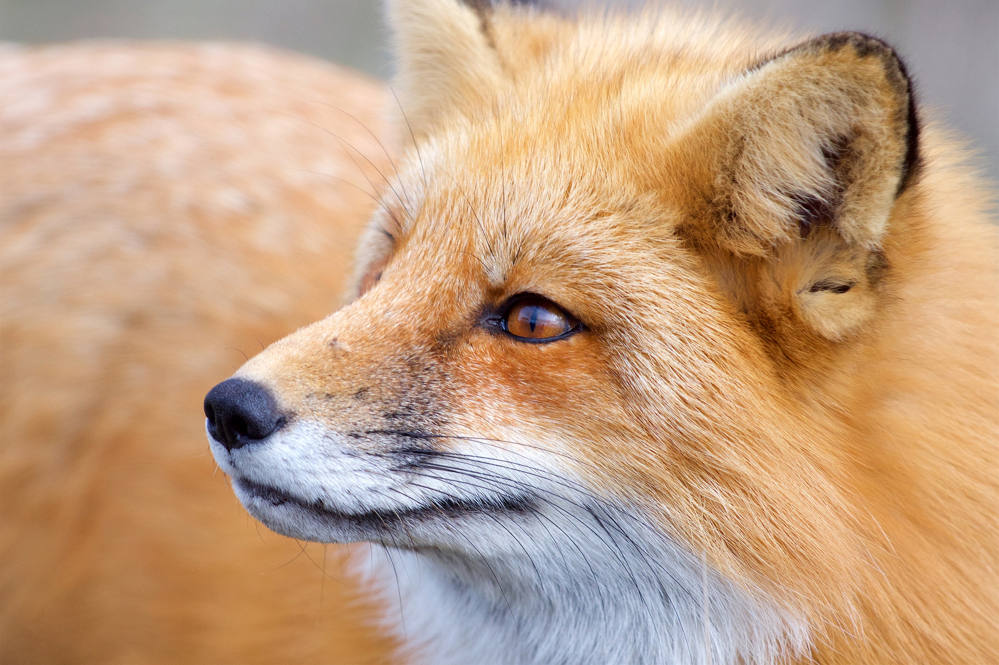 無料モバイル壁紙動物, 閉じる, 狐をダウンロードします。