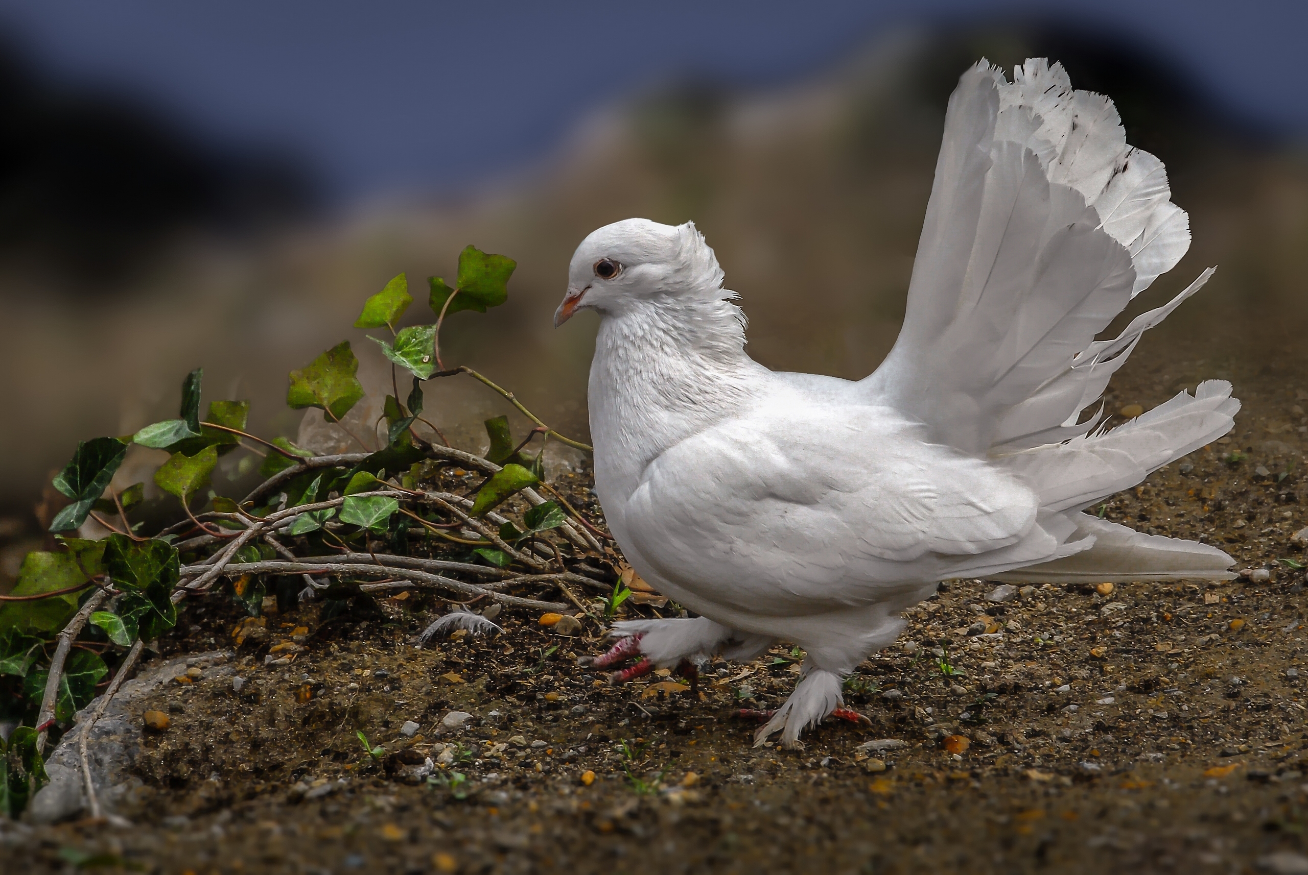 Free download wallpaper Birds, Bird, Animal, Dove on your PC desktop