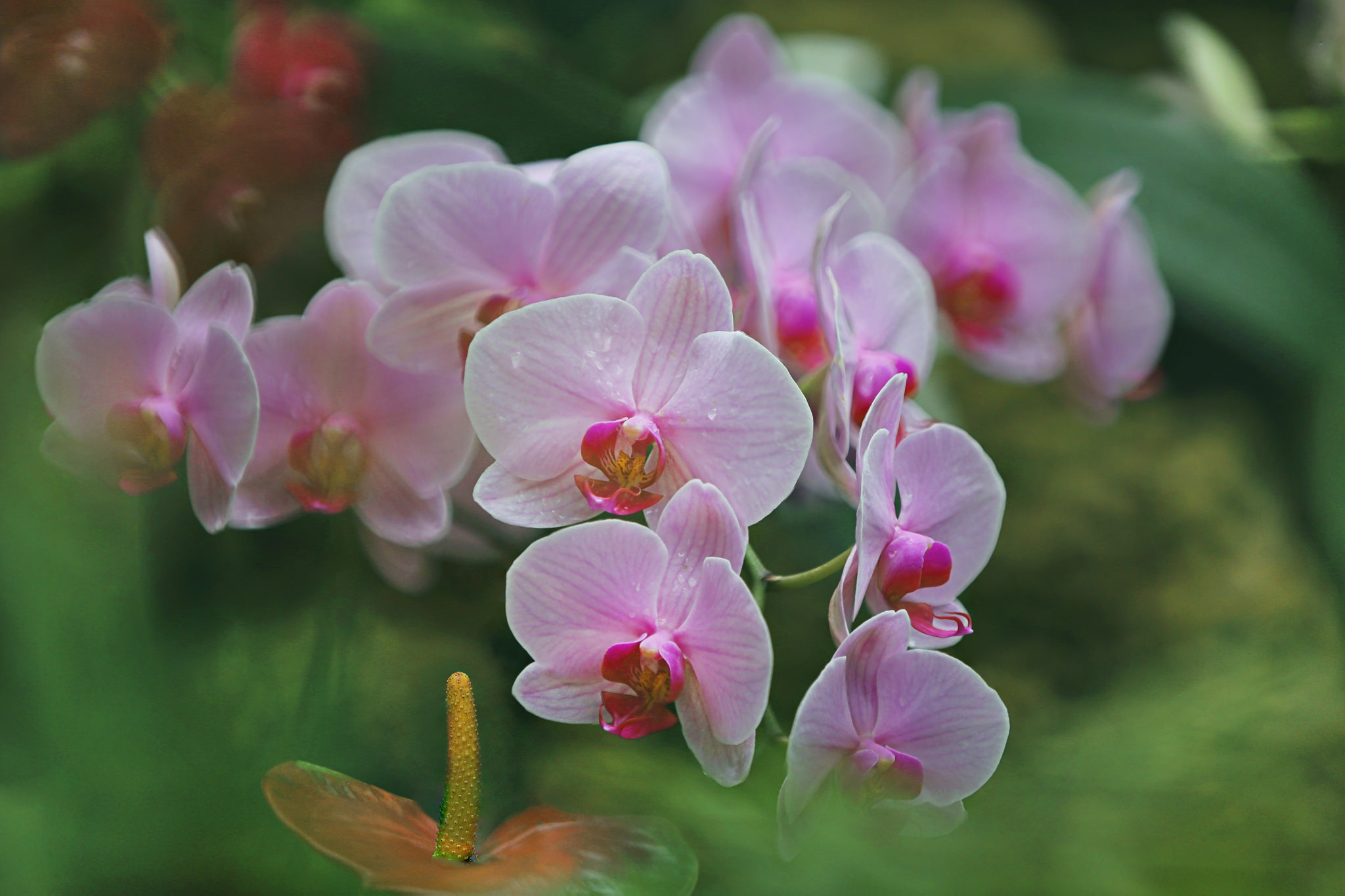 Free download wallpaper Nature, Flowers, Flower, Blur, Earth, Orchid, Pink Flower on your PC desktop