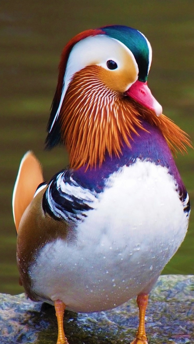 Download mobile wallpaper Birds, Bird, Animal, Duck, Mandarin Duck for free.