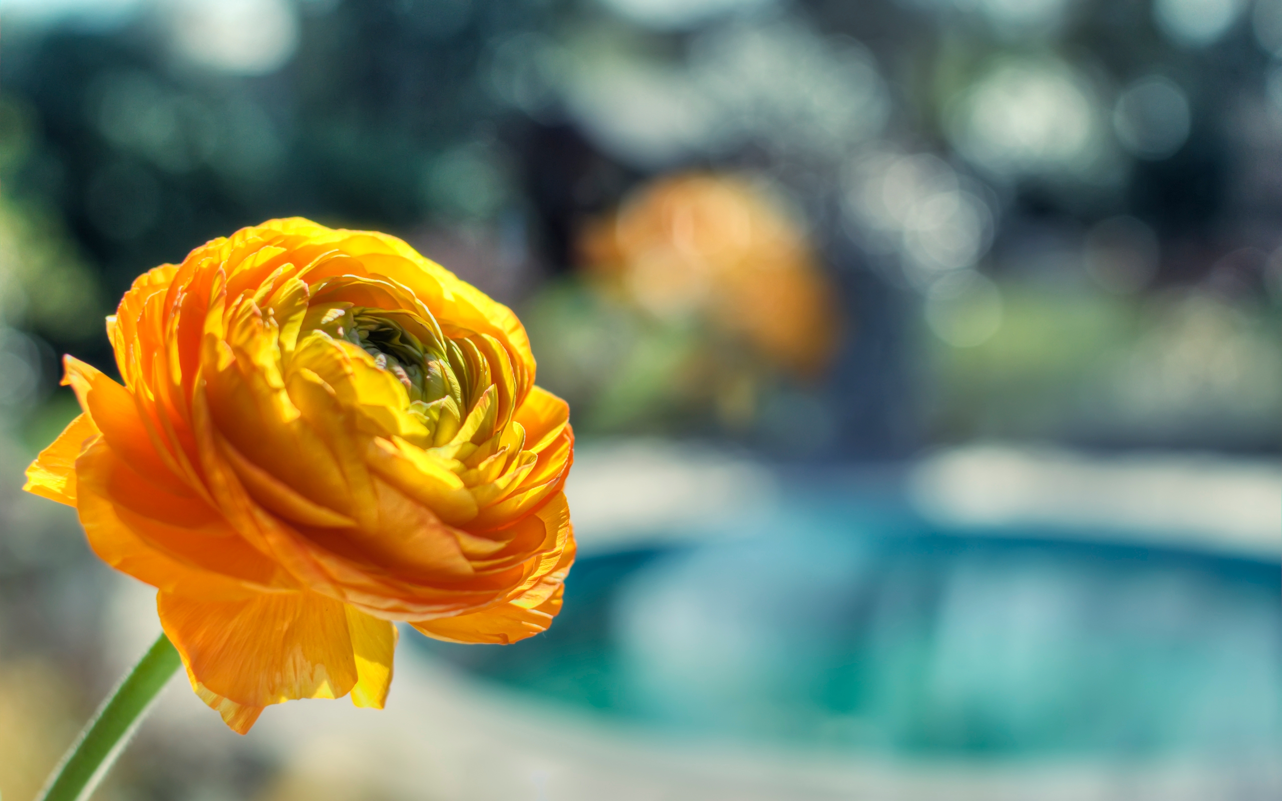 Descarga gratuita de fondo de pantalla para móvil de Flores, Flor, Tierra/naturaleza.