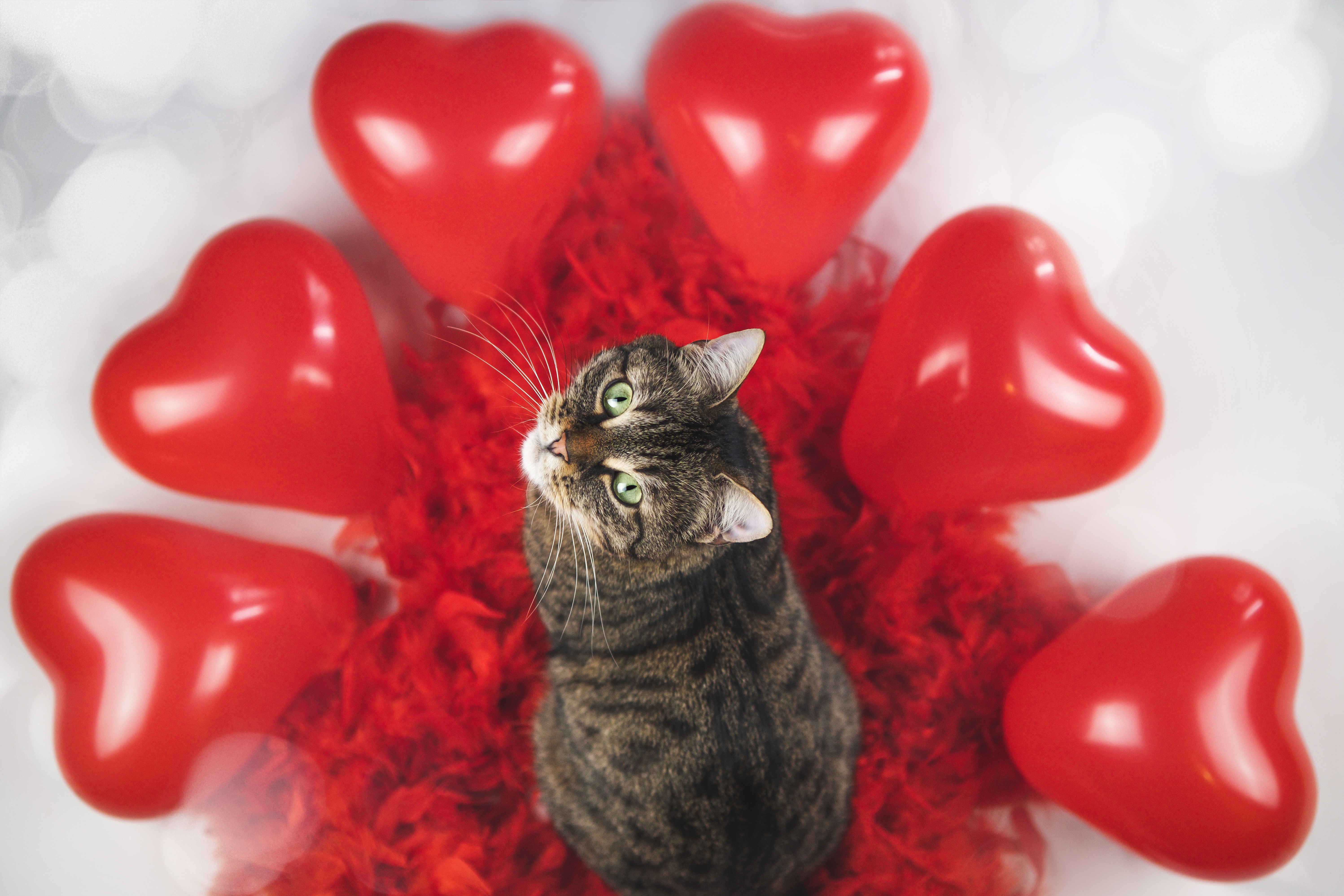 Download mobile wallpaper Cats, Cat, Animal, Heart for free.