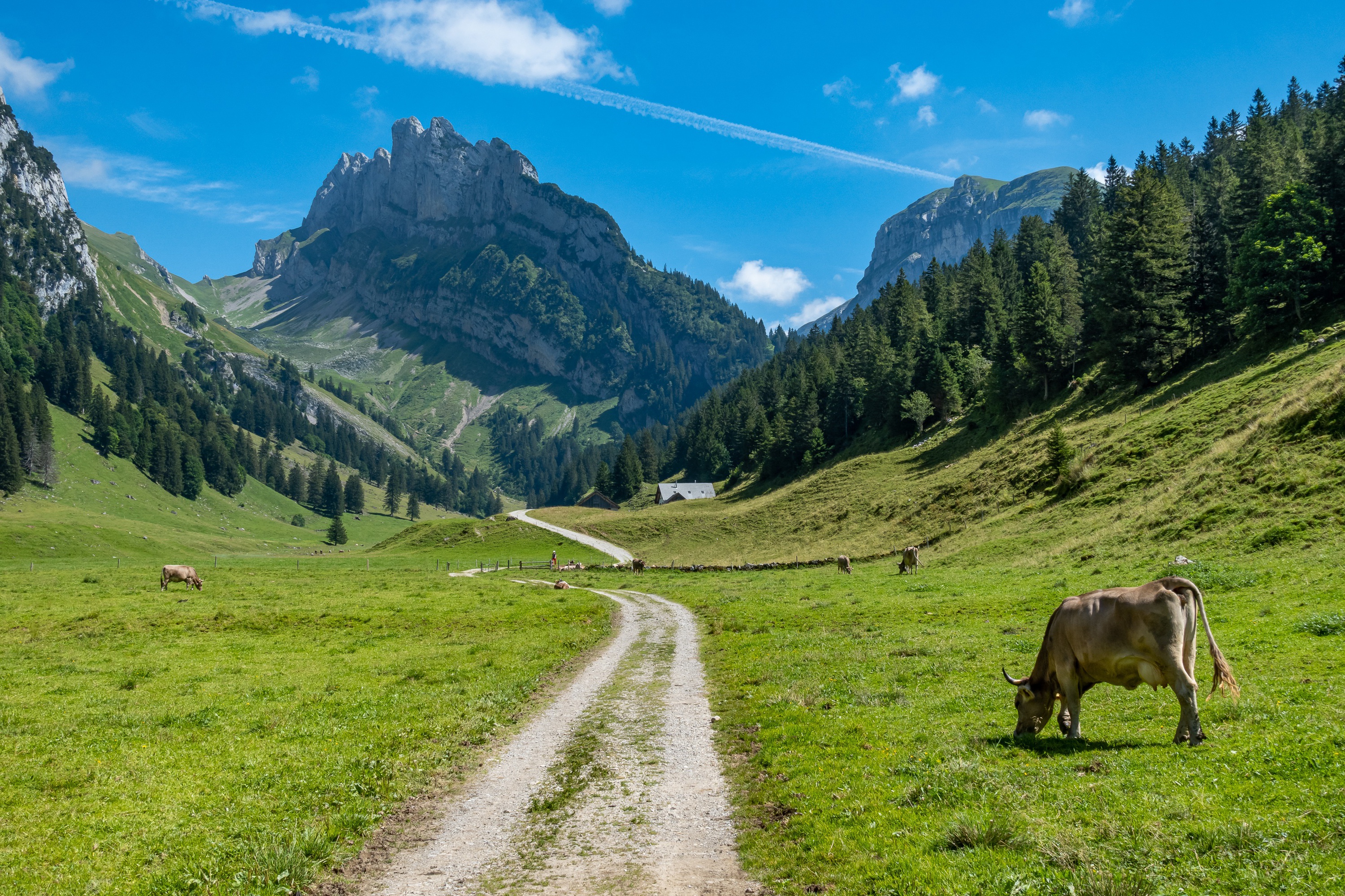 1002664 скачать картинку альпы, животные, корова, гора, пастбище - обои и заставки бесплатно