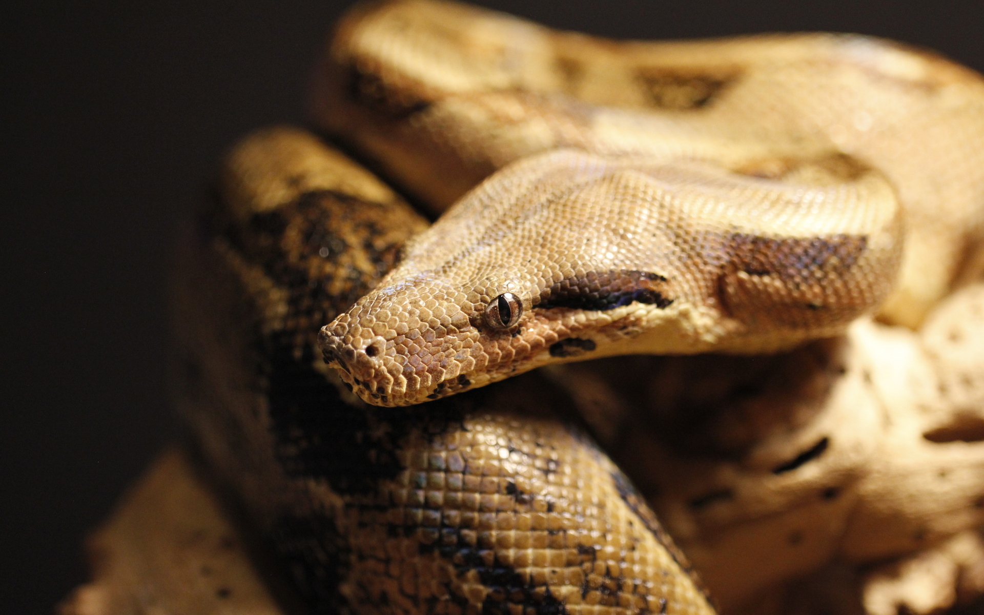 Download mobile wallpaper Animal, Snake, Reptiles for free.