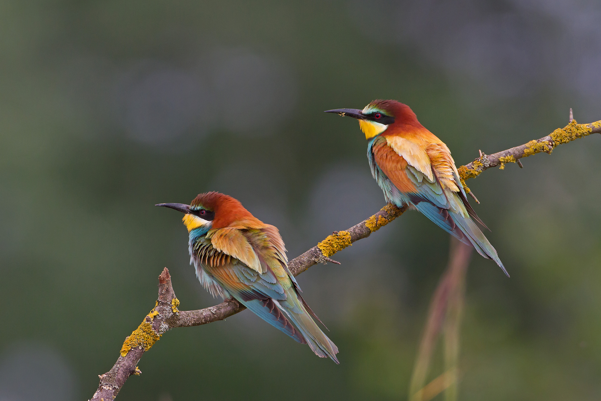 Free download wallpaper Birds, Bird, Branch, Animal, Bee Eater on your PC desktop