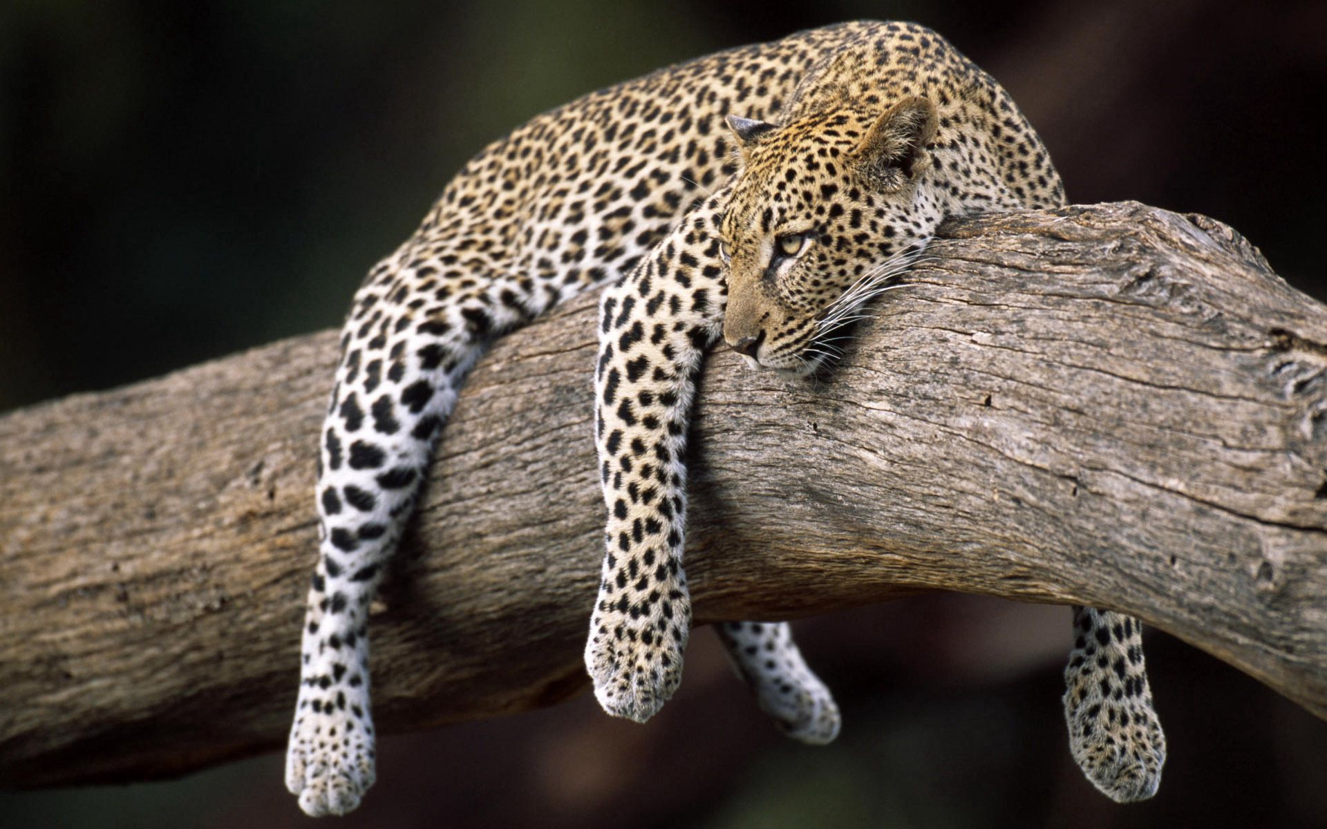 Download mobile wallpaper Wood, Tree, Lie, To Lie Down, Animals, Leopard for free.