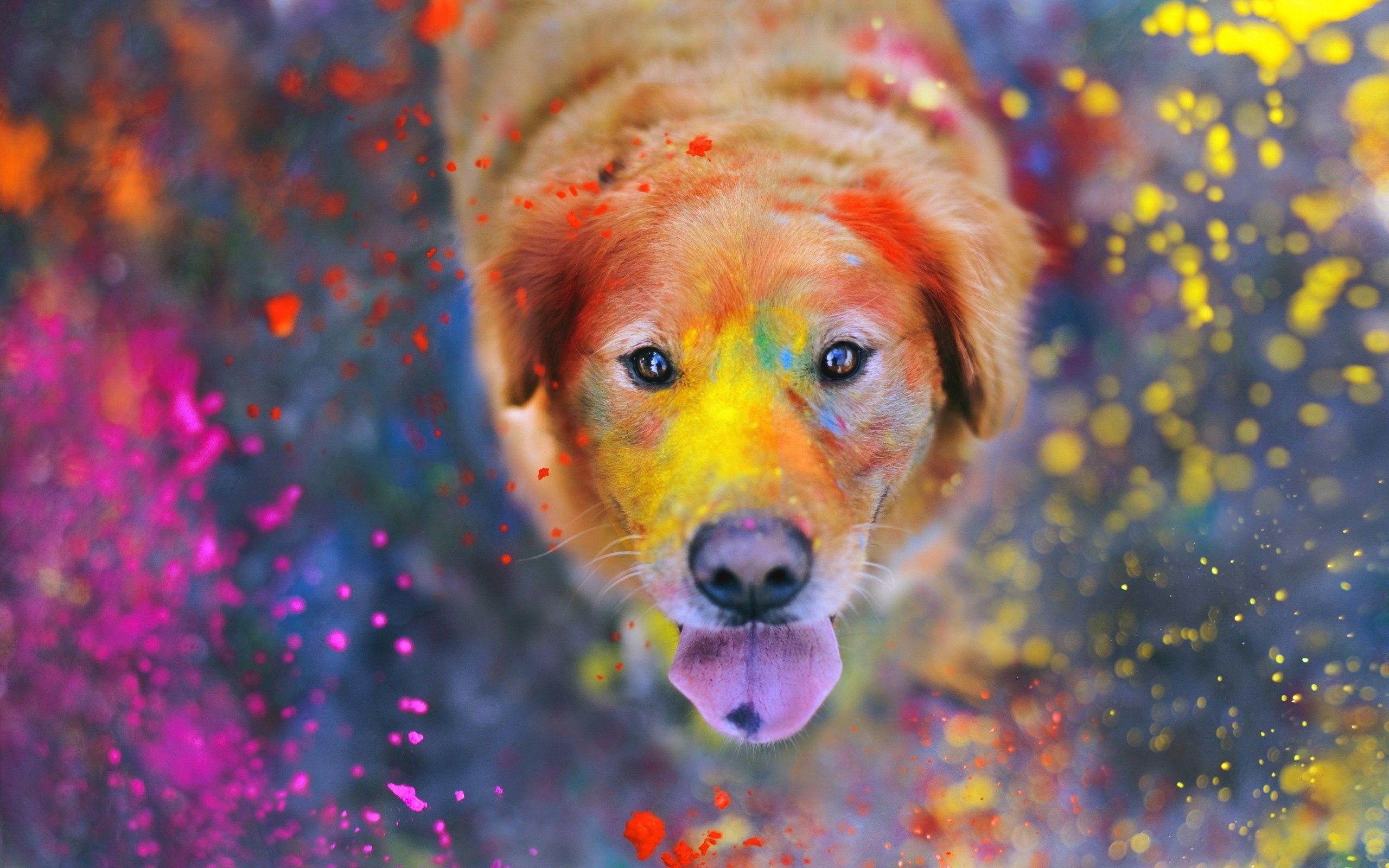 Free download wallpaper Dog, Muzzle, Animals, Spray, Paint on your PC desktop