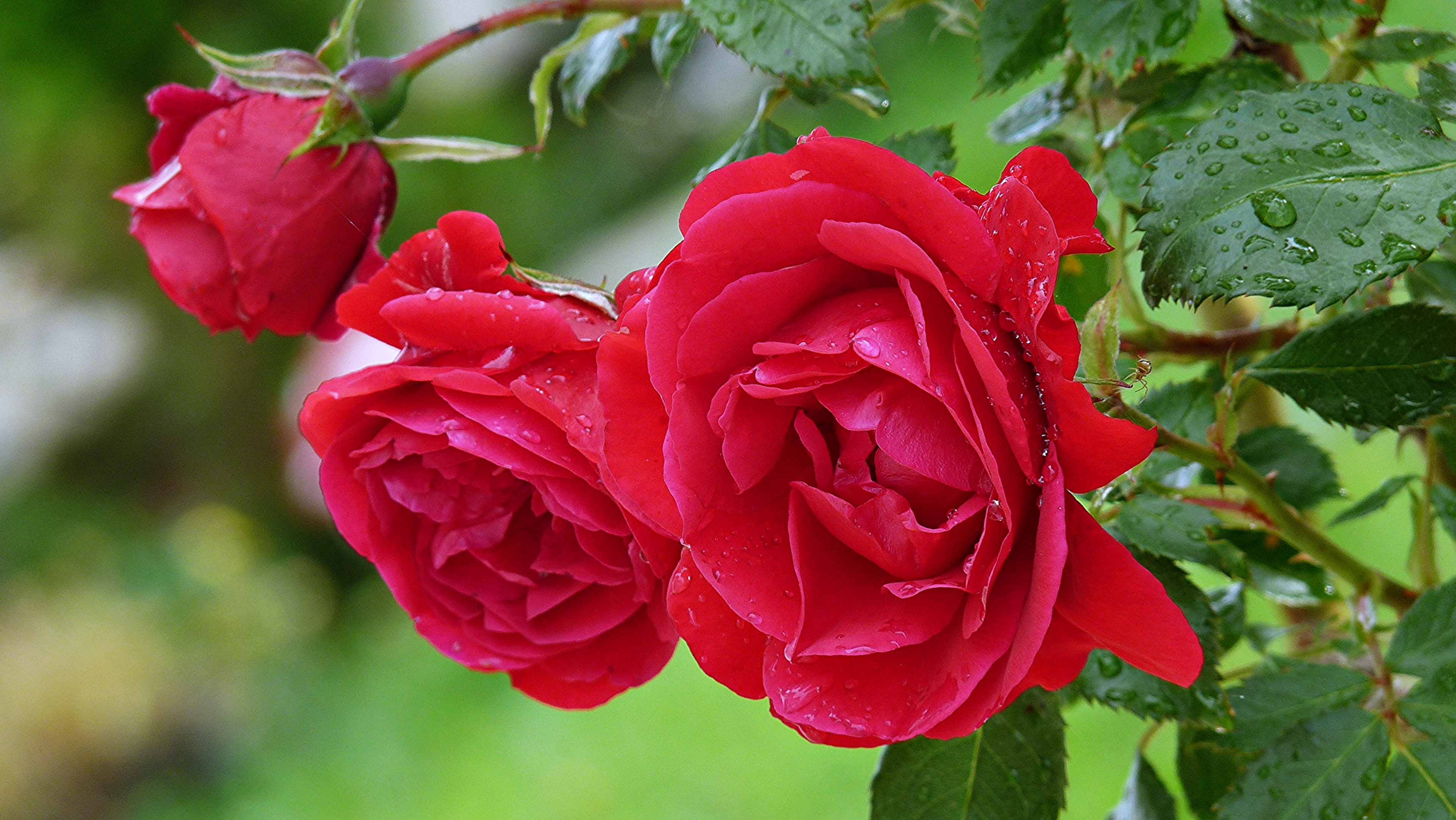 Baixar papel de parede para celular de Flor Vermelha, Rosa Vermelha, Primavera, Flores, Natureza, Flor, Rosa, Terra/natureza gratuito.