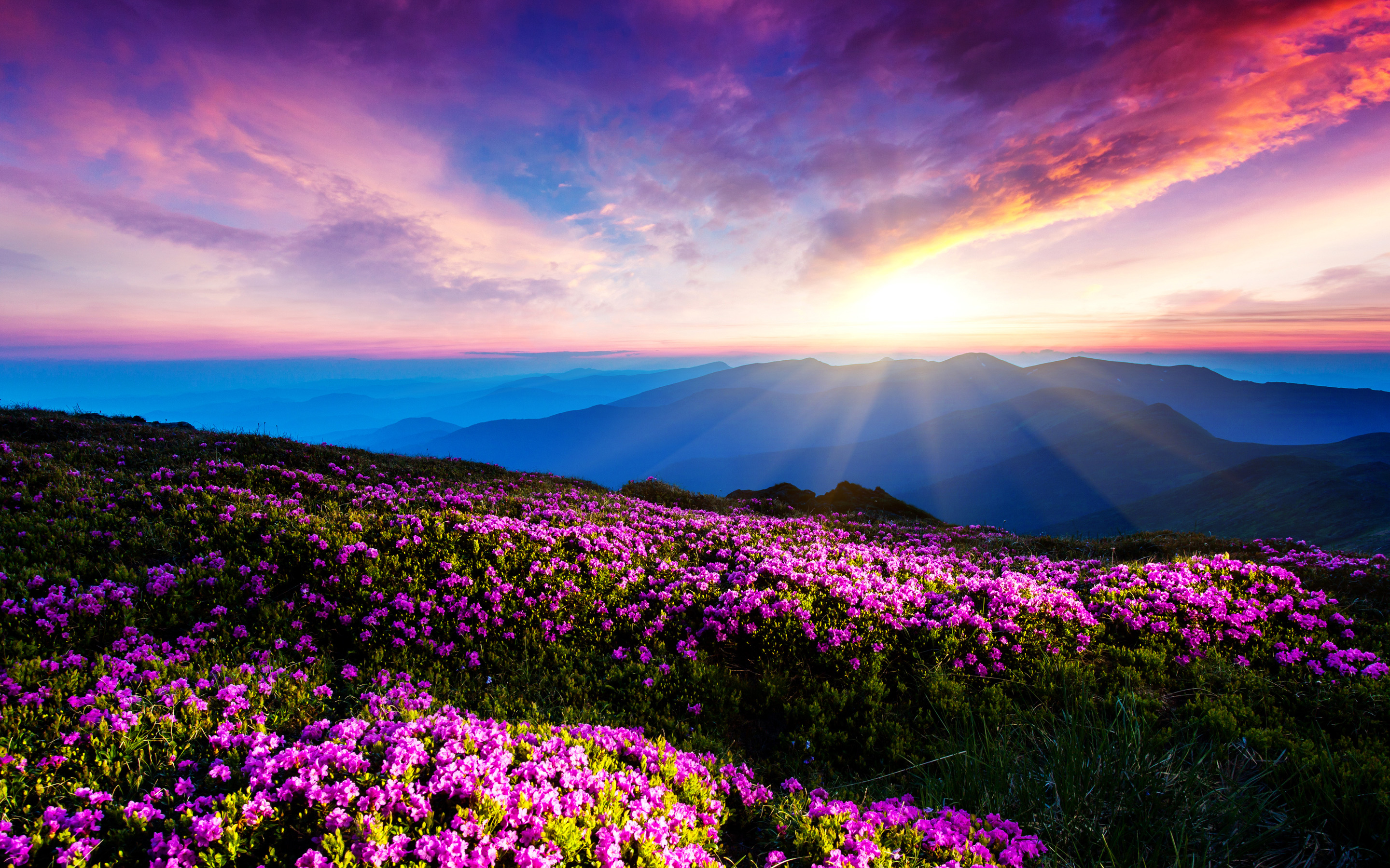 Download mobile wallpaper Pink Flower, Sunbeam, Mountains, Flower, Mountain, Earth, Cloud, Sky, Landscape for free.