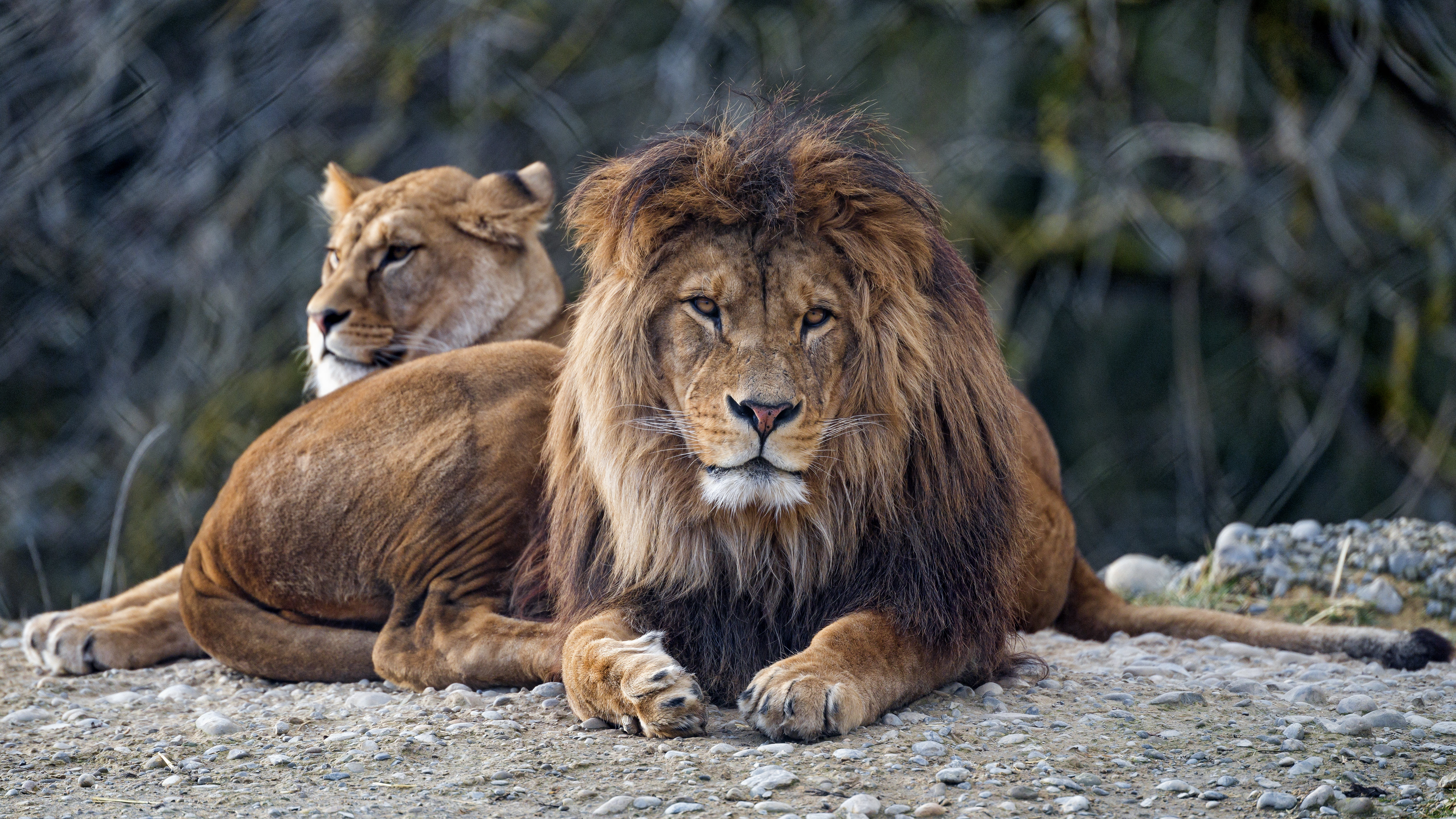 99261 скачать картинку лев, морда, животные, хищник, большая кошка, взгляд - обои и заставки бесплатно