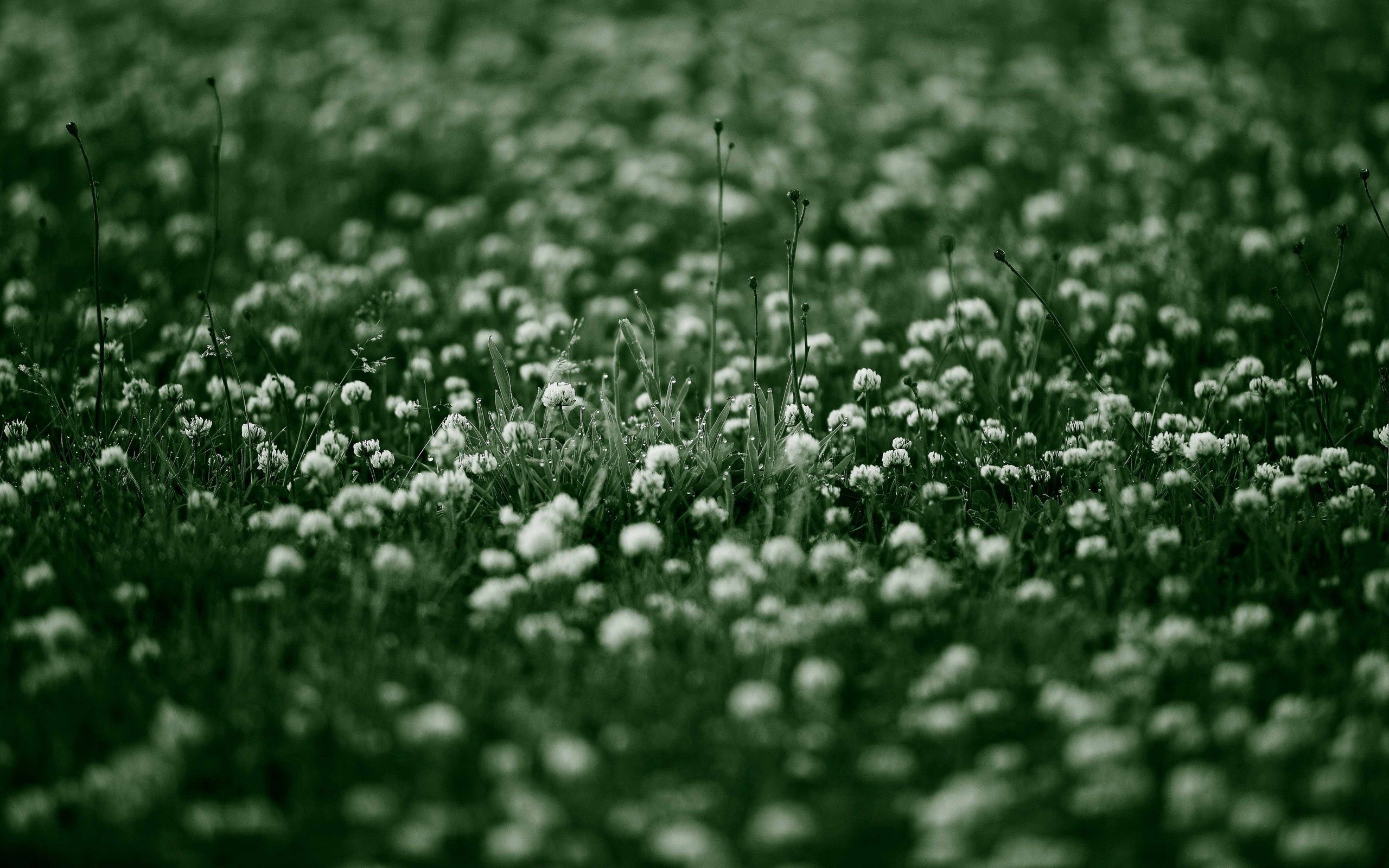 Download mobile wallpaper Macro, Grass, Flowers, Background, Surface for free.