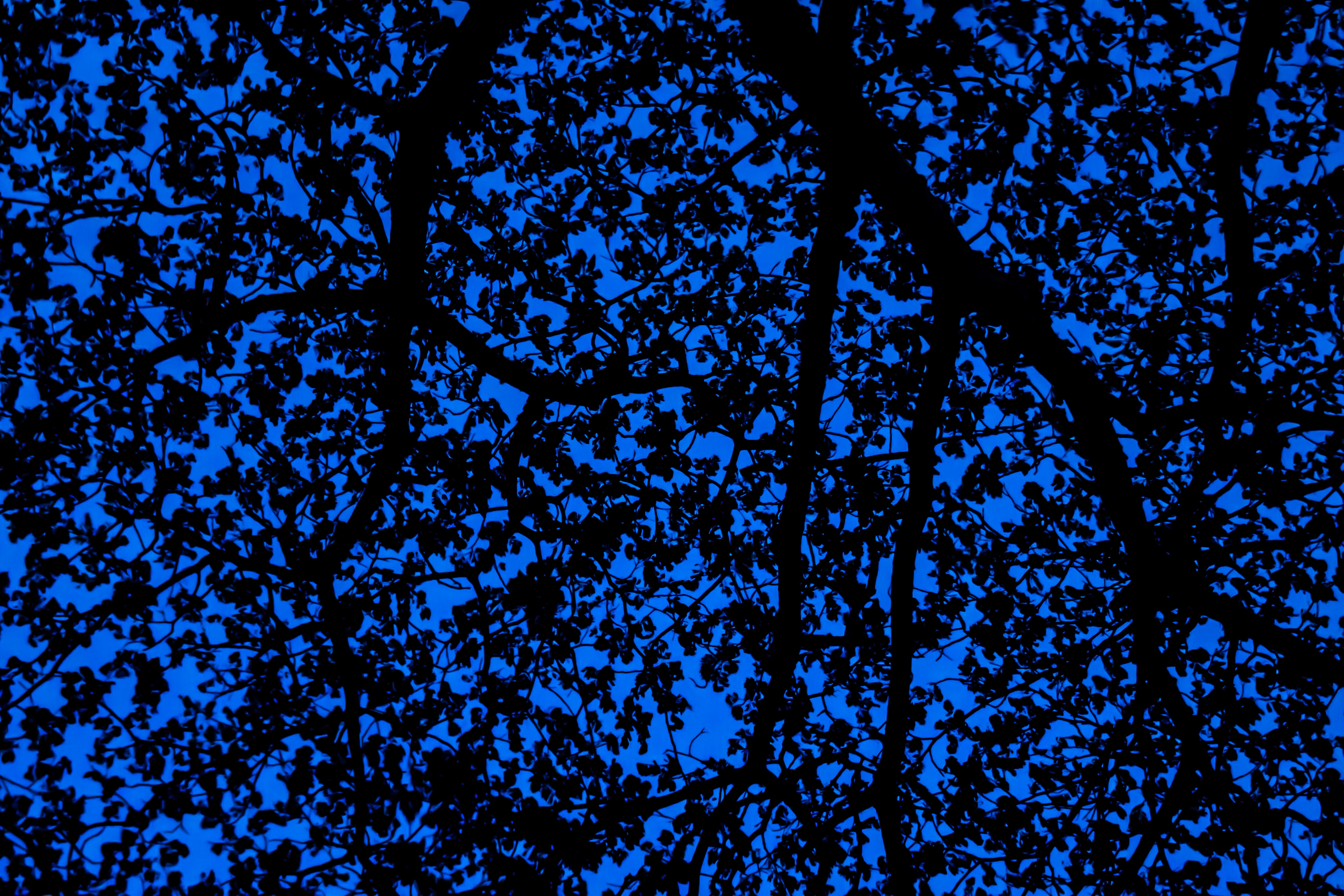 Free download wallpaper Sky, Leaves, Wood, Tree, Branches, Dark, Pattern on your PC desktop