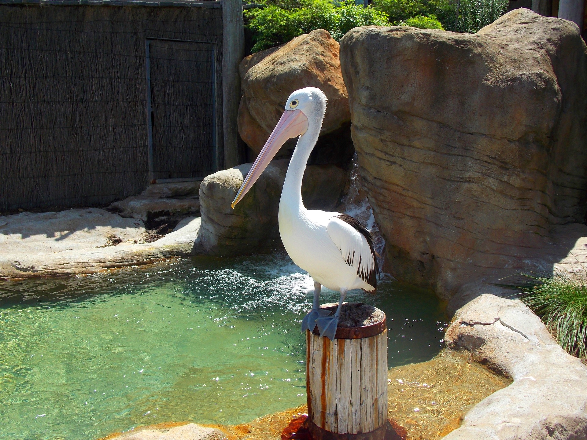 animal, pelican, bird, zoo, birds