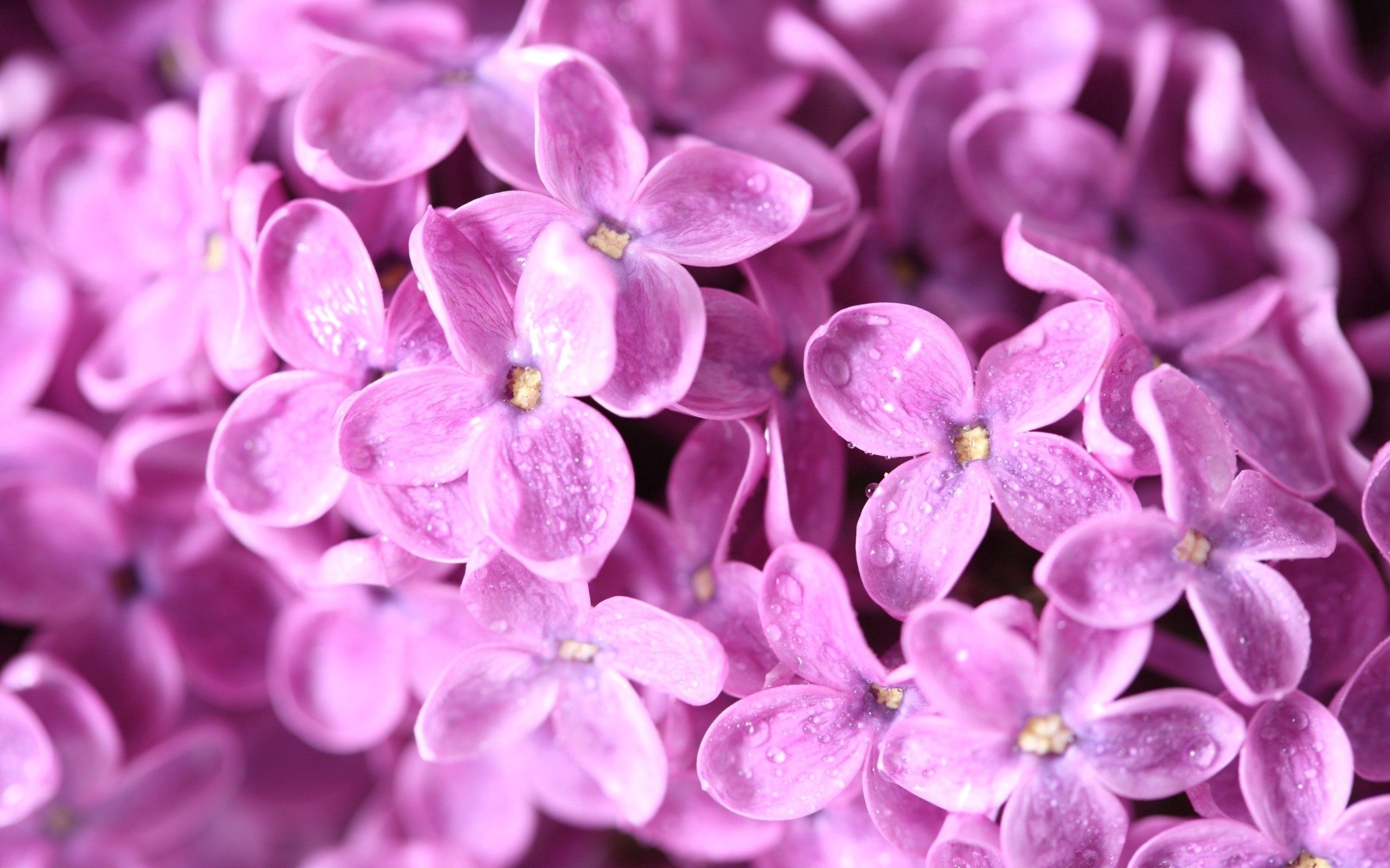 Free download wallpaper Flowers, Macro, Small, Lilac, Bright on your PC desktop
