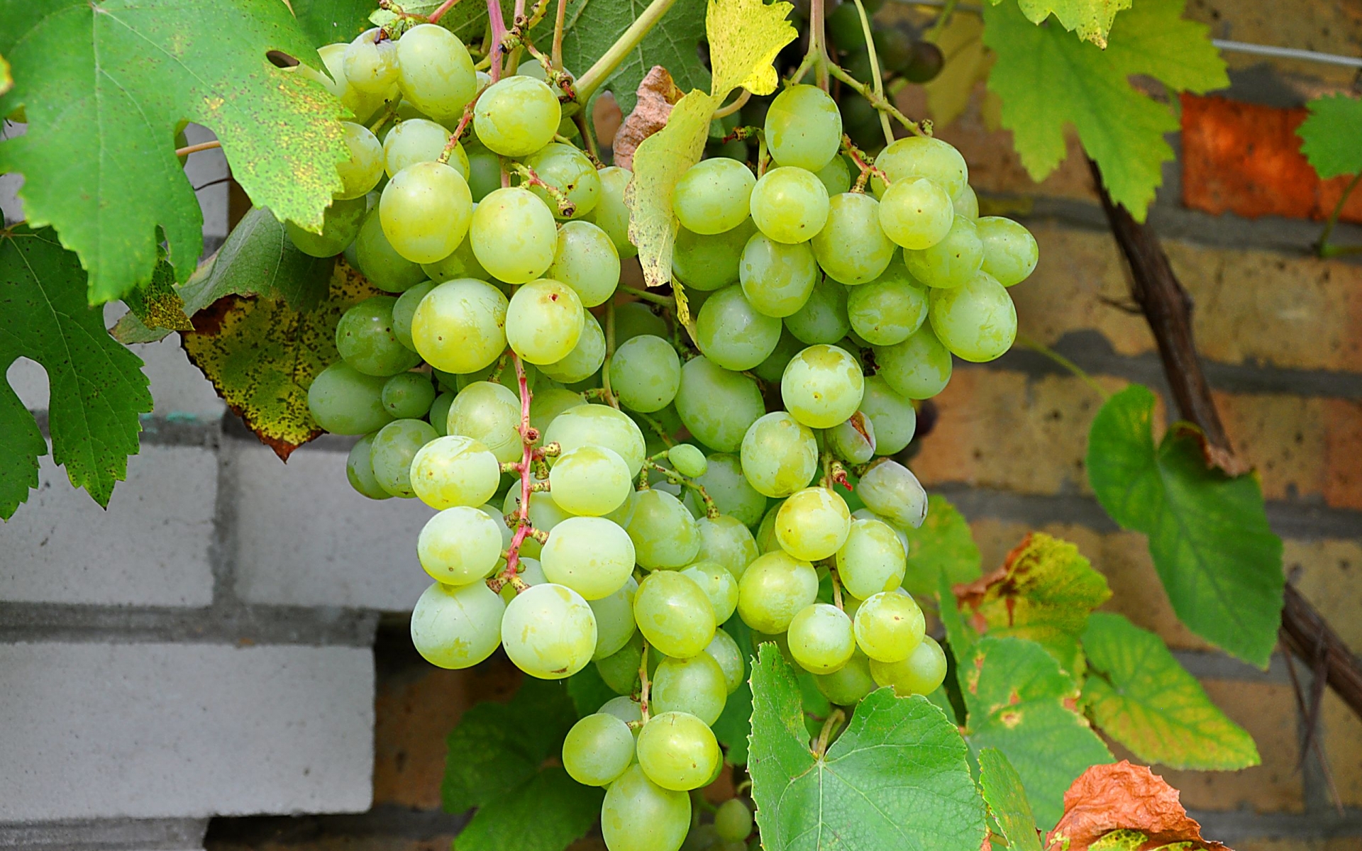 Free Images  Grapes