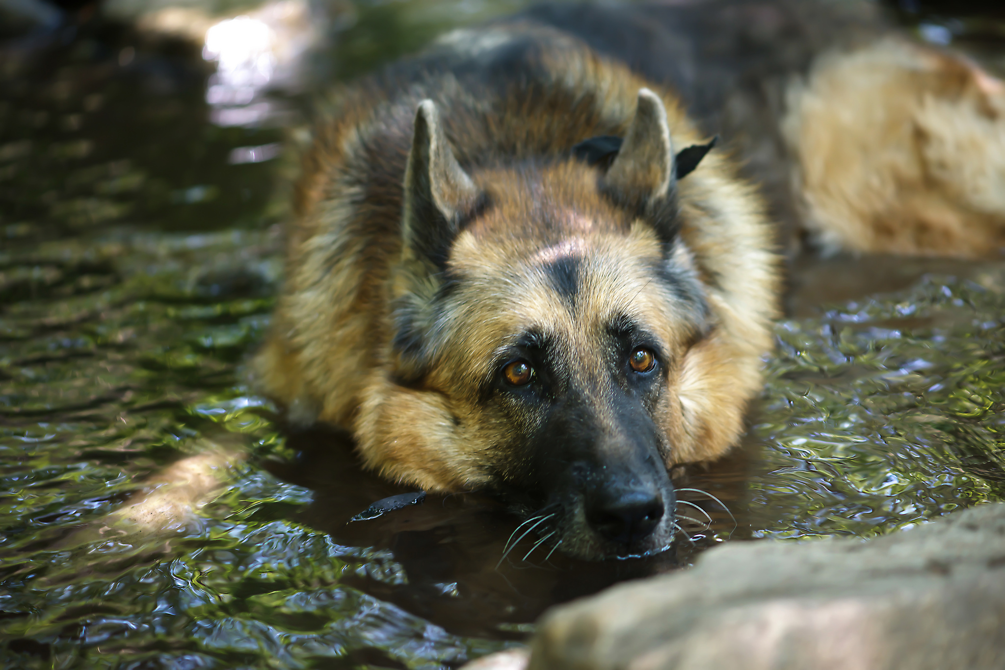 Download mobile wallpaper Dogs, Water, Dog, Animal, German Shepherd for free.