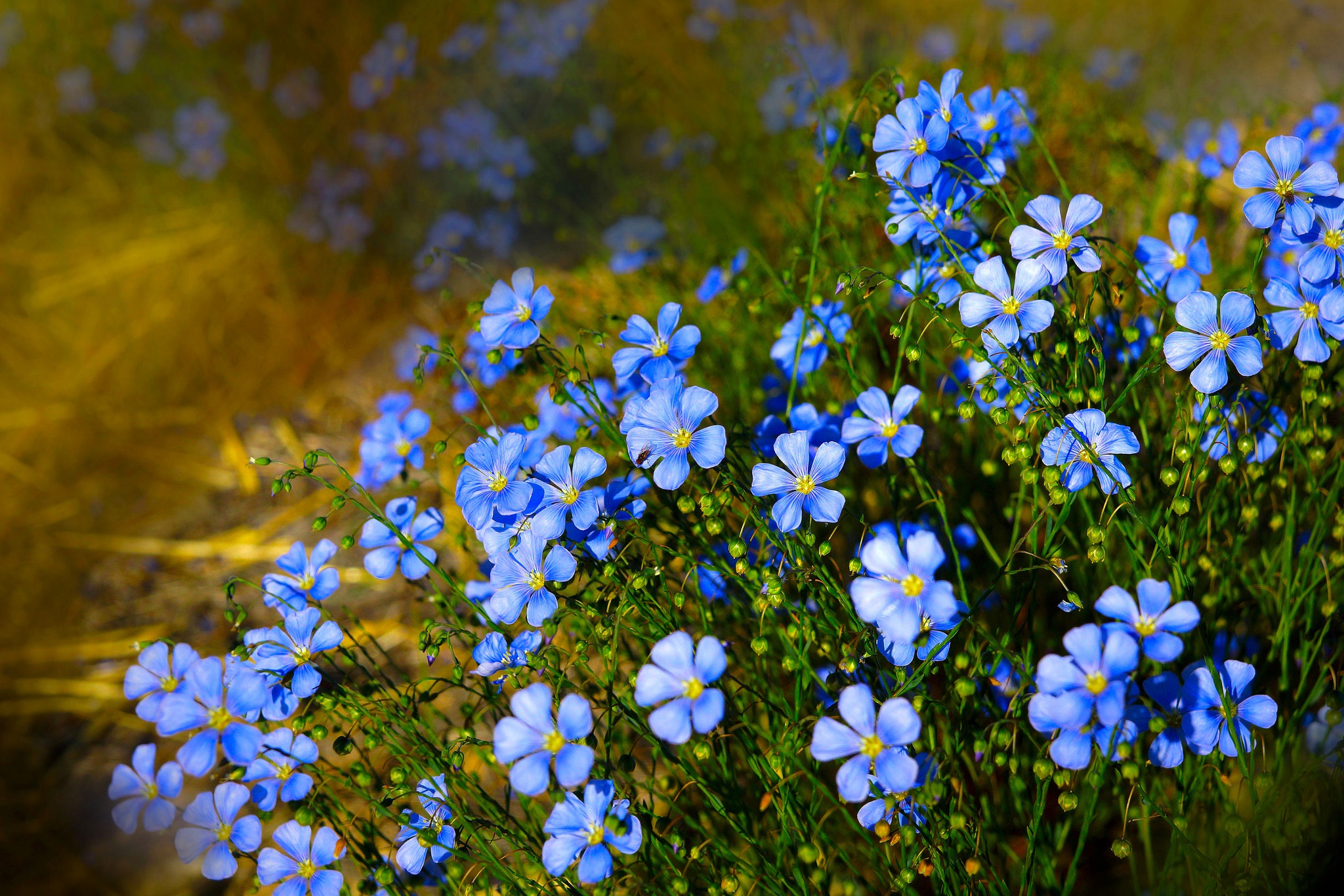 PCデスクトップにフラワーズ, 花, 地球, 青い花, わすれな草画像を無料でダウンロード