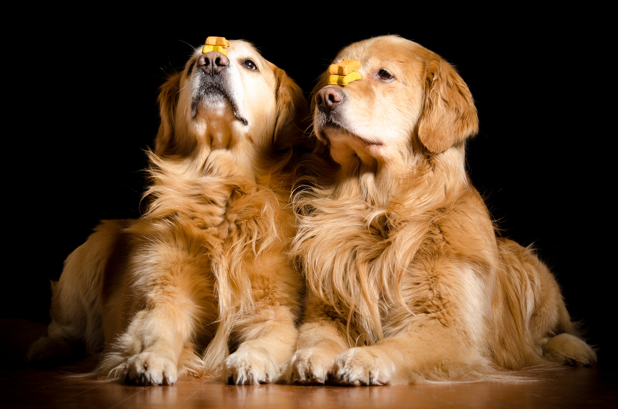 Baixe gratuitamente a imagem Animais, Cães, Cão, Golden Retriever na área de trabalho do seu PC