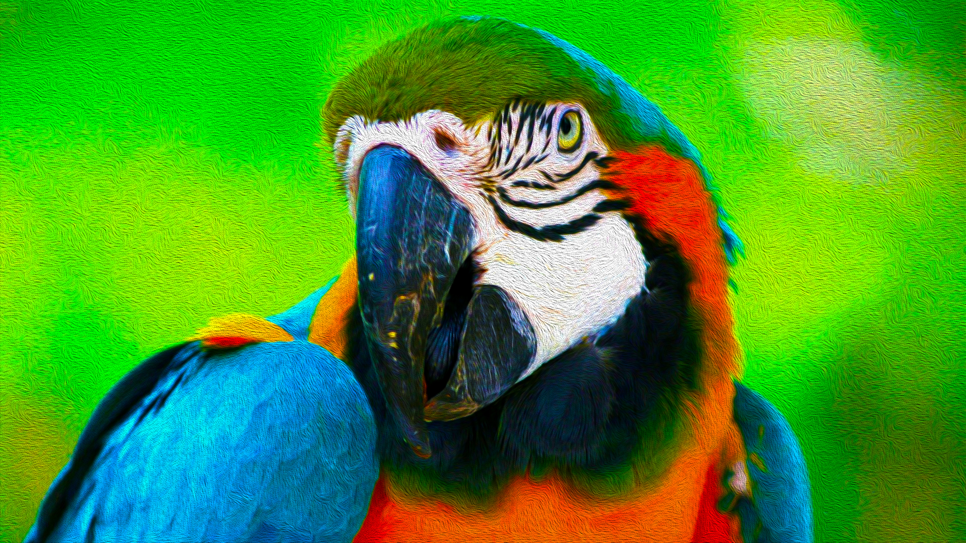 Téléchargez des papiers peints mobile Animaux, Des Oiseaux, Ara Bleu gratuitement.