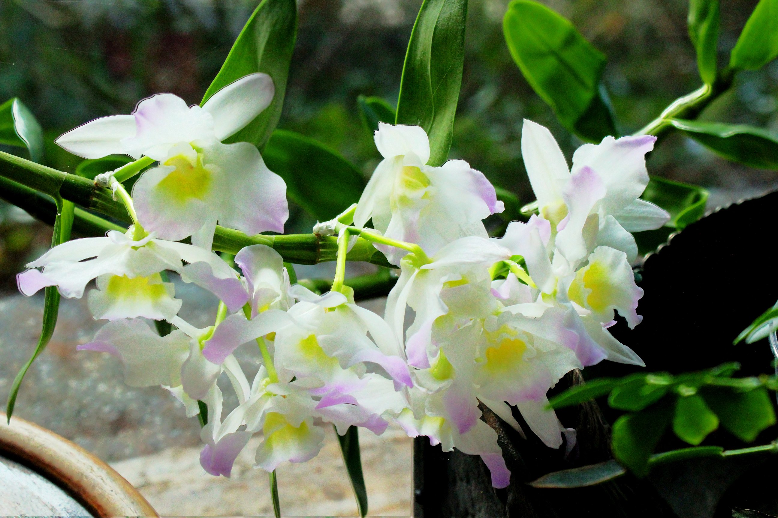Скачать обои бесплатно Цветок, Орхидея, Земля/природа картинка на рабочий стол ПК