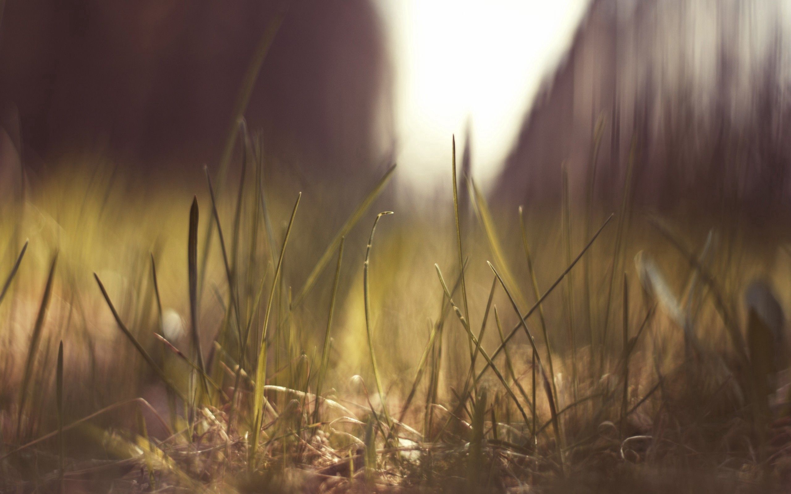 Download mobile wallpaper Grass, Macro, Shine, Light, Bright, Background for free.