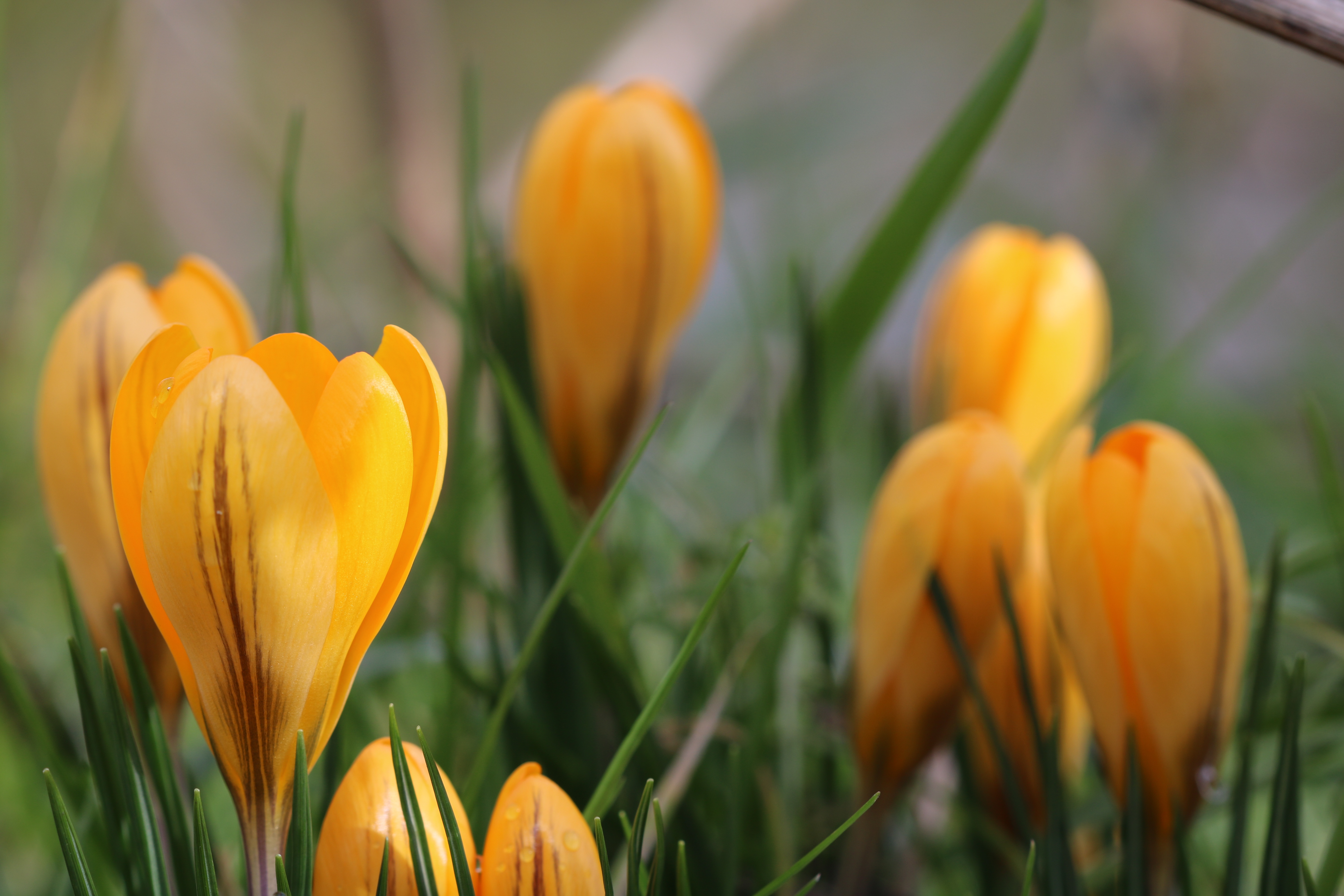 Free download wallpaper Nature, Flowers, Flower, Earth, Crocus, Yellow Flower on your PC desktop