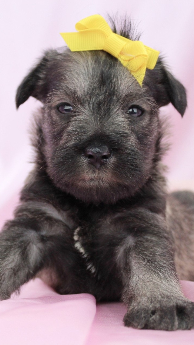 Download mobile wallpaper Dogs, Dog, Animal, Puppy, Schnauzer, Baby Animal for free.