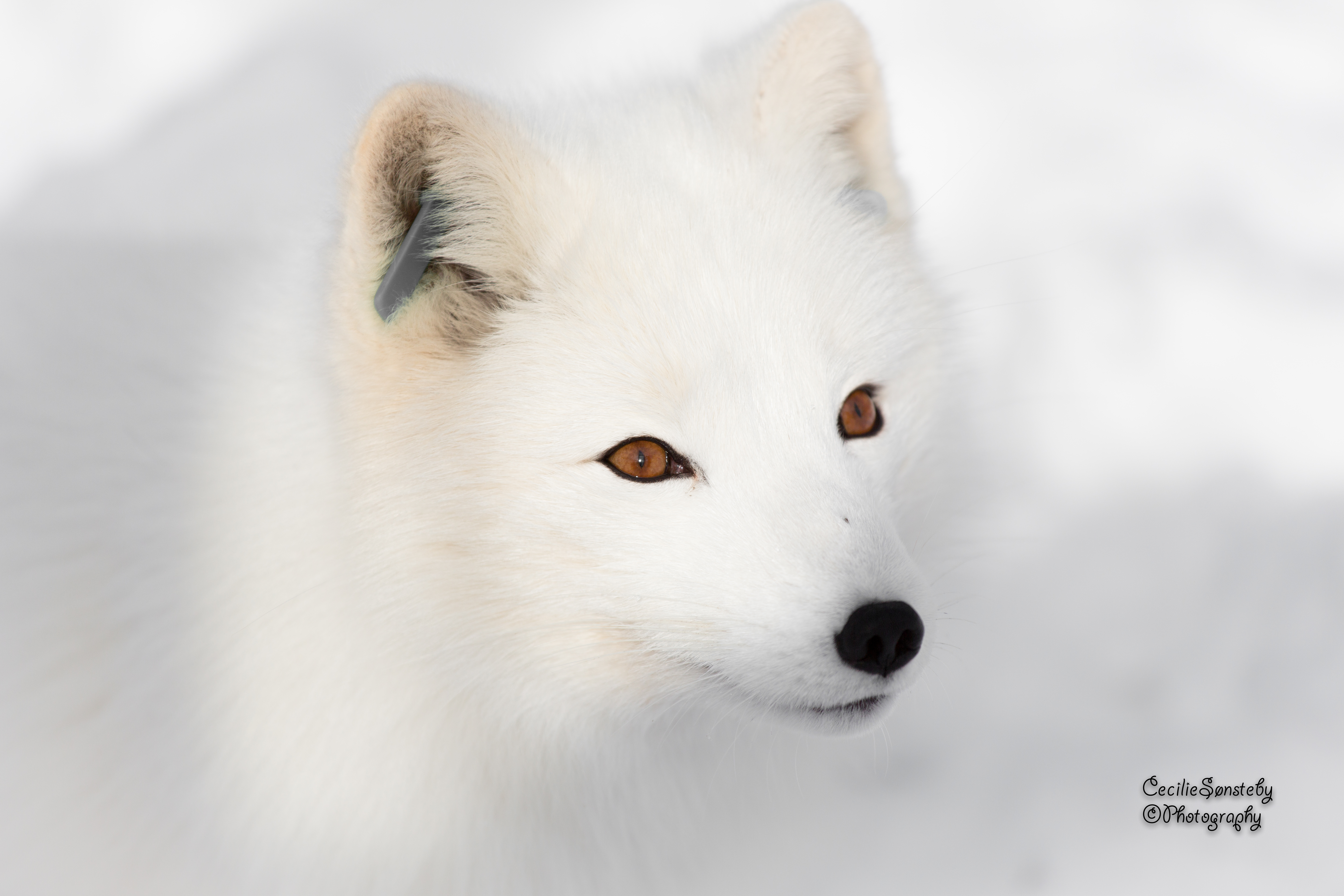 Download mobile wallpaper Dogs, Close Up, Animal, Arctic Fox for free.