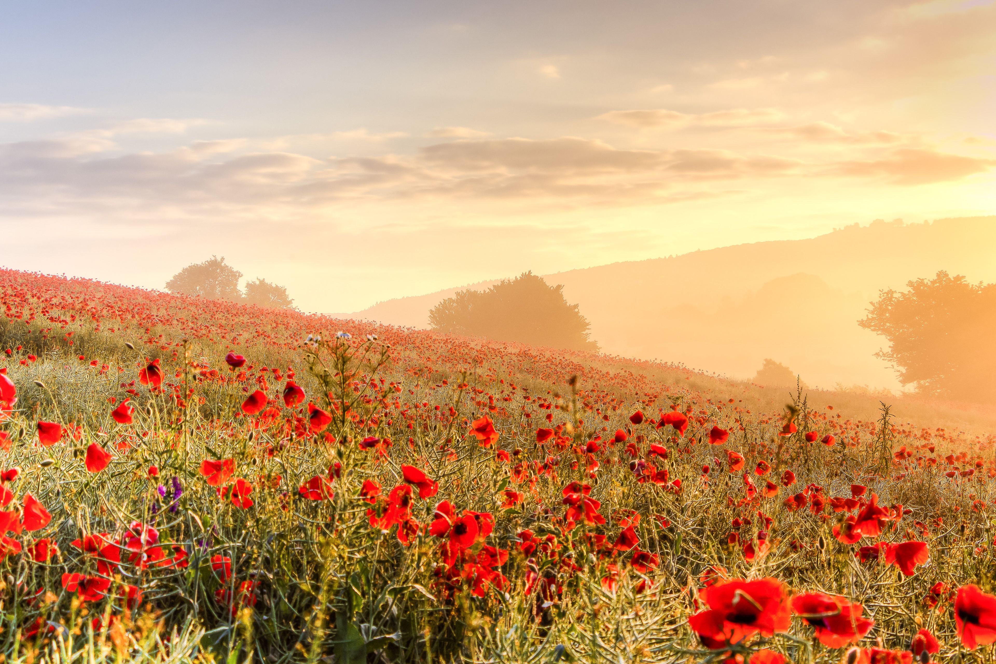 Laden Sie das Blumen, Mohn, Sommer, Rote Blume, Erde/natur-Bild kostenlos auf Ihren PC-Desktop herunter