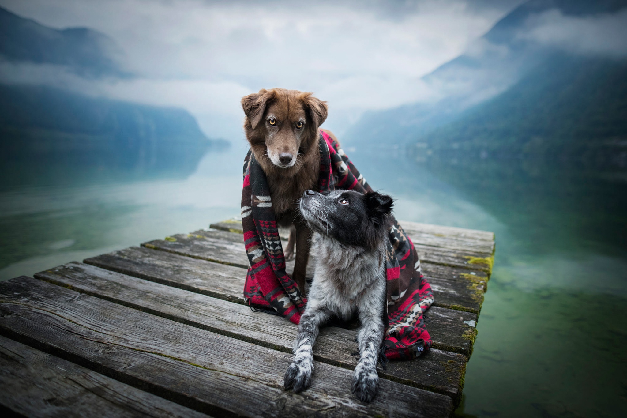 Free download wallpaper Dogs, Dog, Animal, Border Collie on your PC desktop