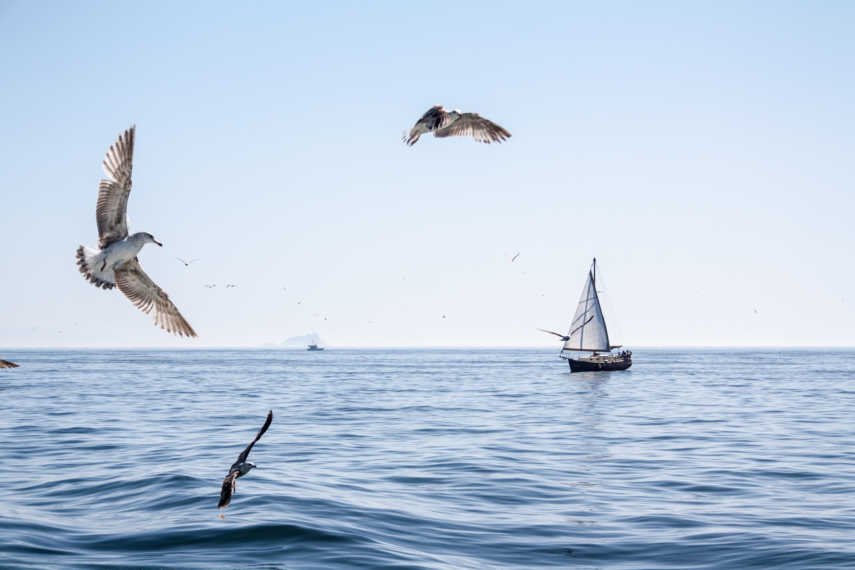 Free download wallpaper Sea, Bird, Boat, Seagull, Sailboat, Vehicles on your PC desktop