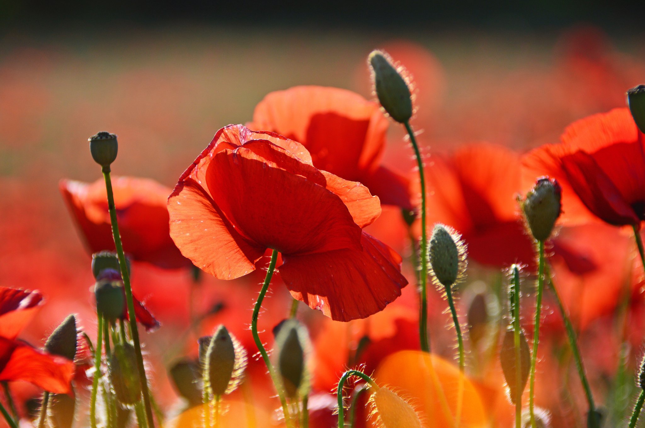 Handy-Wallpaper Blumen, Mohn, Sommer, Blume, Nahansicht, Rote Blume, Erde/natur kostenlos herunterladen.