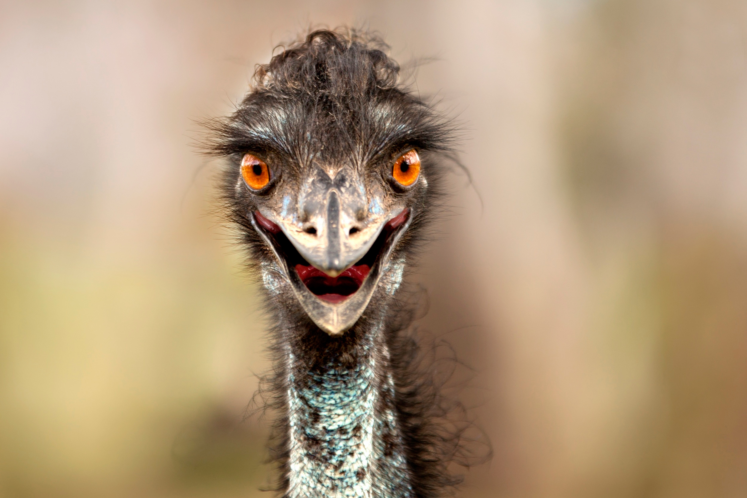 351669 Bild herunterladen tiere, emu, vögel - Hintergrundbilder und Bildschirmschoner kostenlos