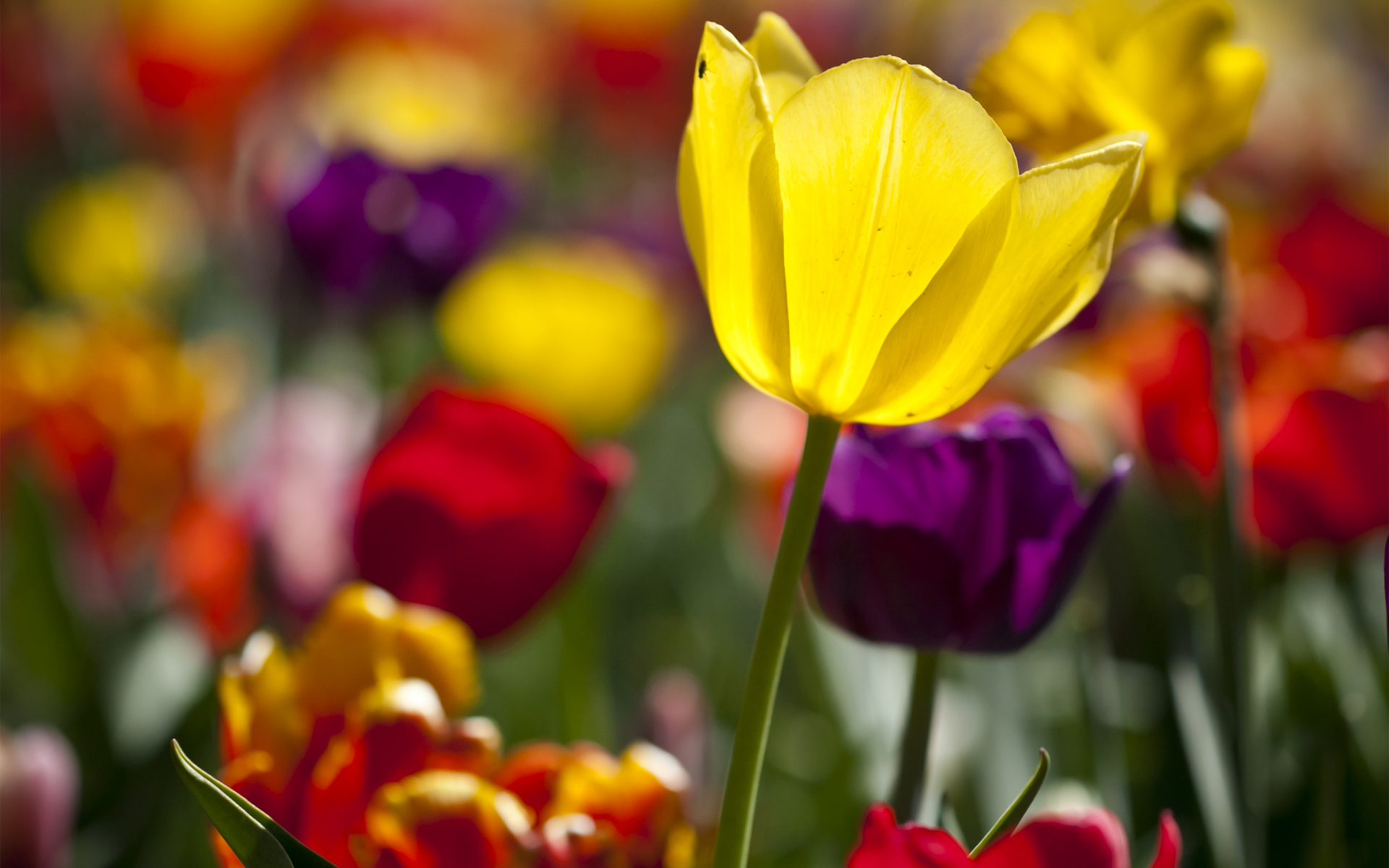 Téléchargez des papiers peints mobile Tulipe, Fleurs, Terre/nature gratuitement.