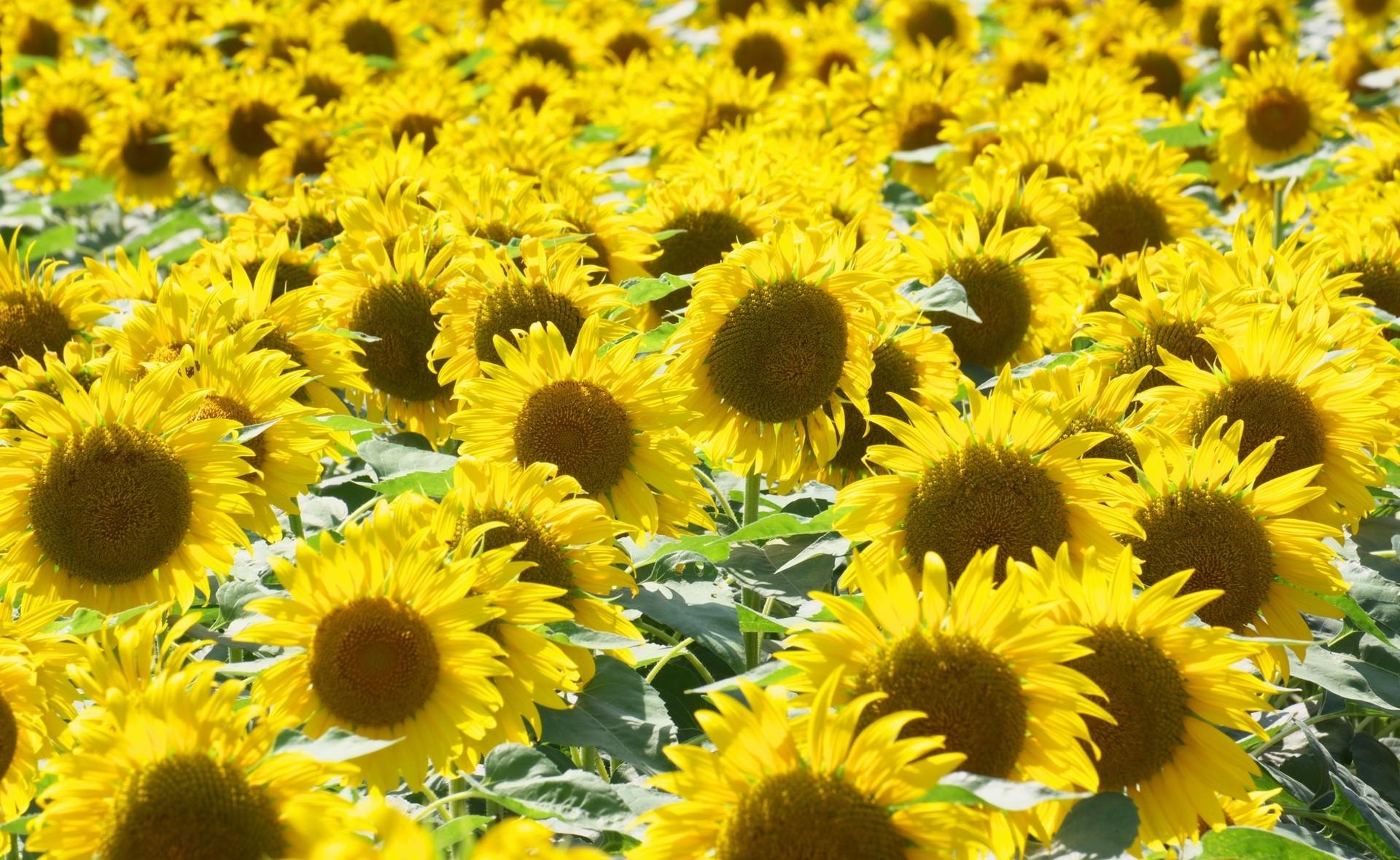 flowers, sunflowers, summer, lot, mood, sunny HD wallpaper