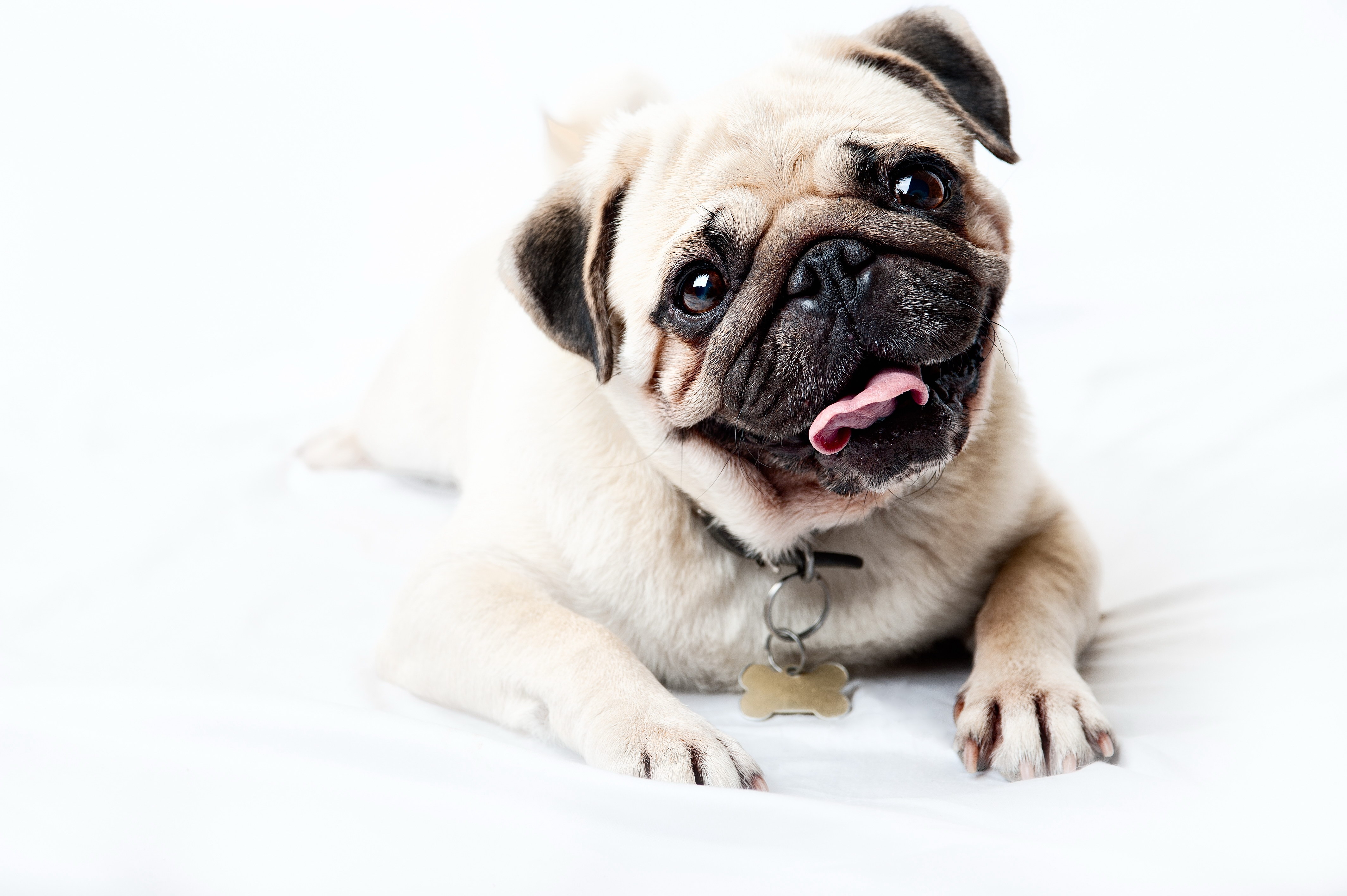 puppy, muzzle, animals, sight, opinion, pug, satisfied, content