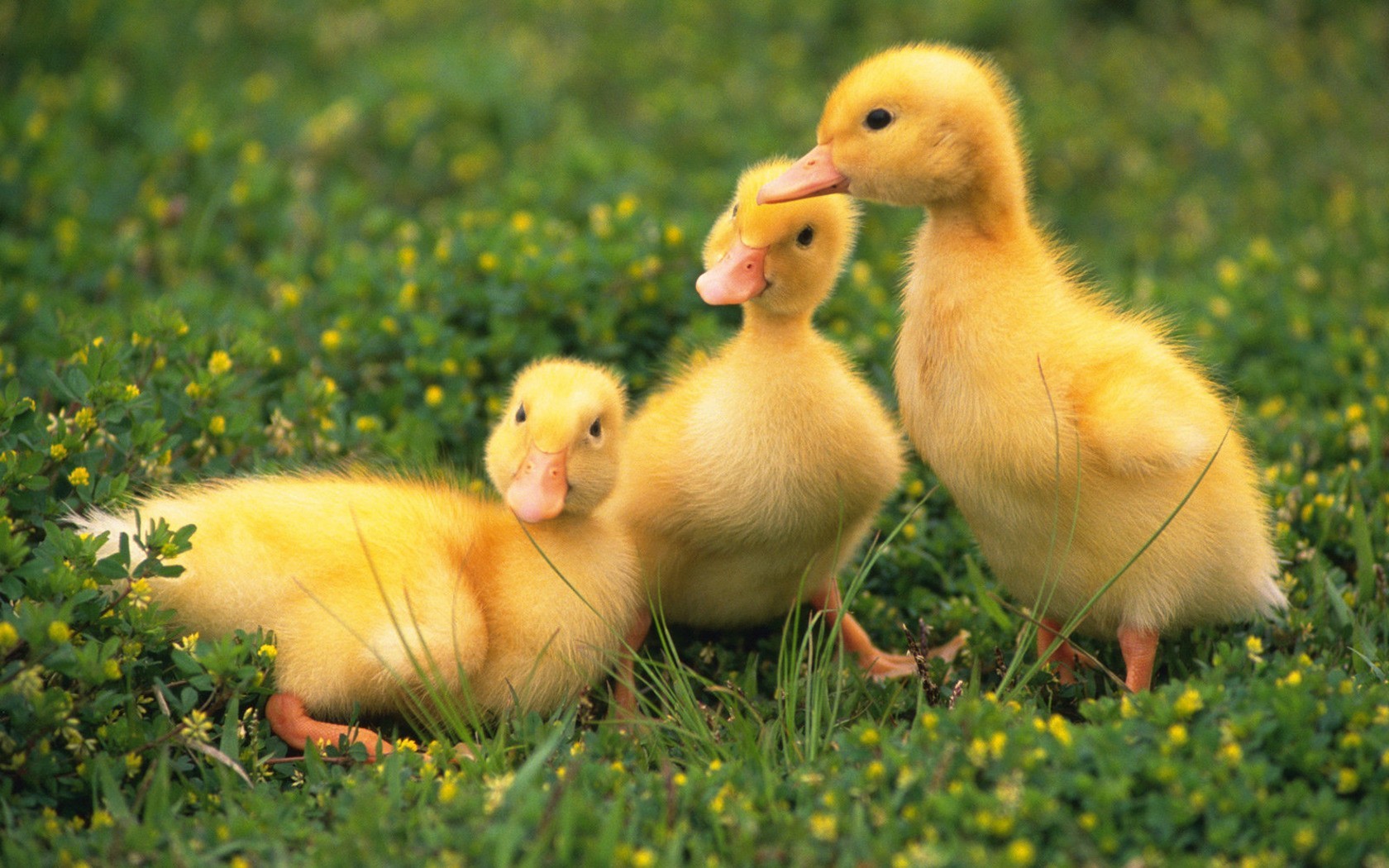 39481 descargar imagen animales, birds, ducks: fondos de pantalla y protectores de pantalla gratis