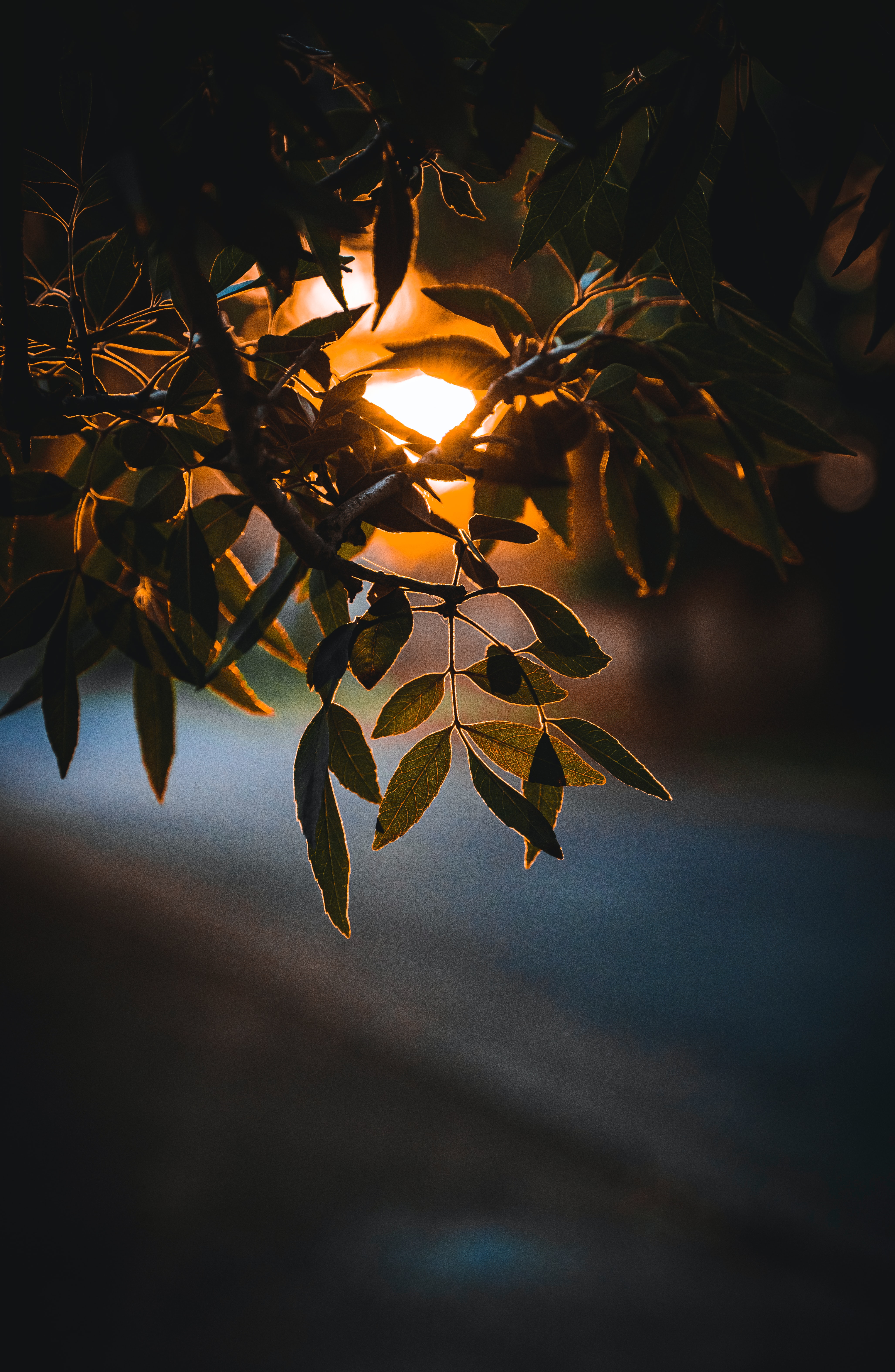 Download mobile wallpaper Branch, Nature, Leaves, Sun, Glow for free.