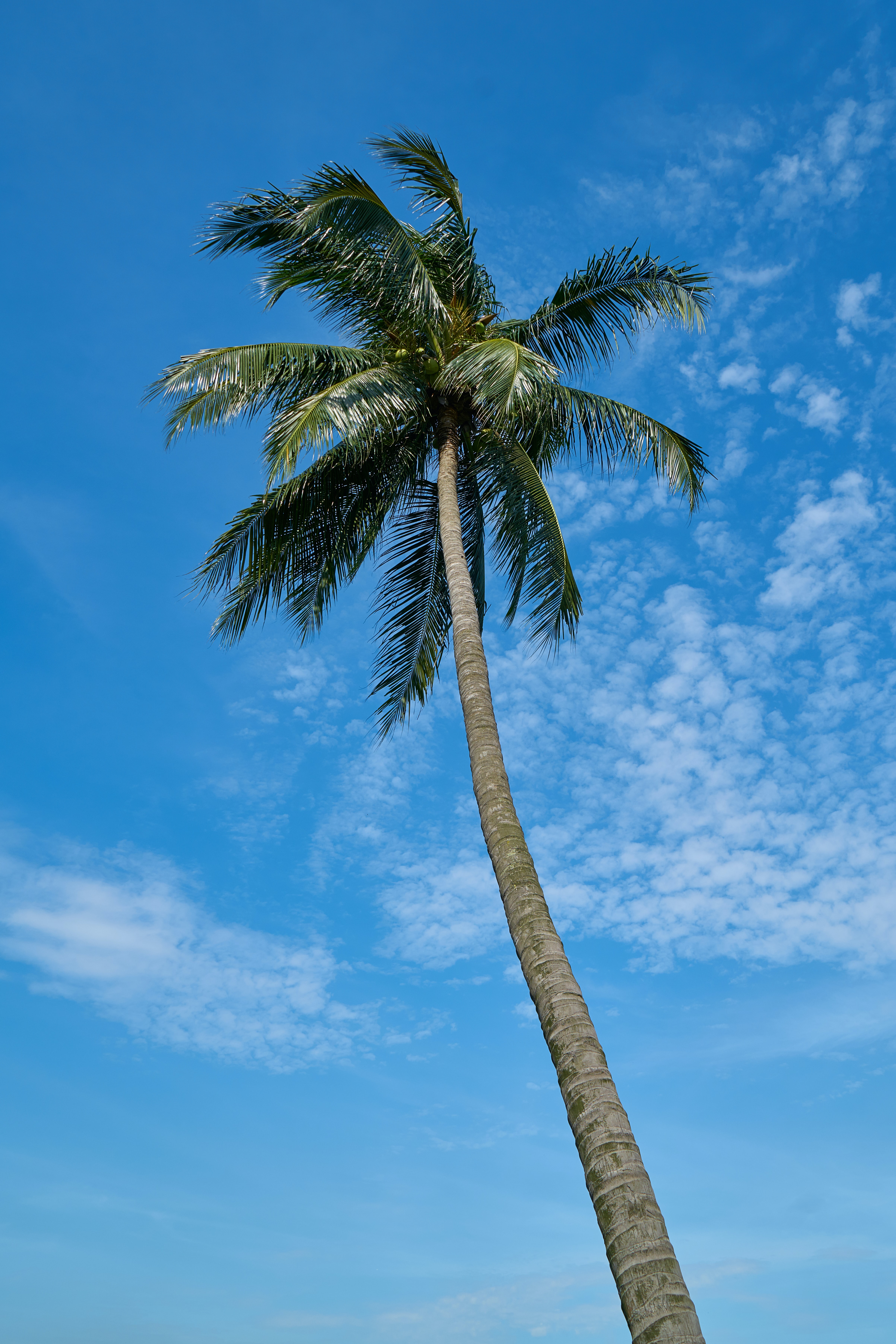 145383 Bild herunterladen palme, natur, sky, clouds, palm, tropen - Hintergrundbilder und Bildschirmschoner kostenlos