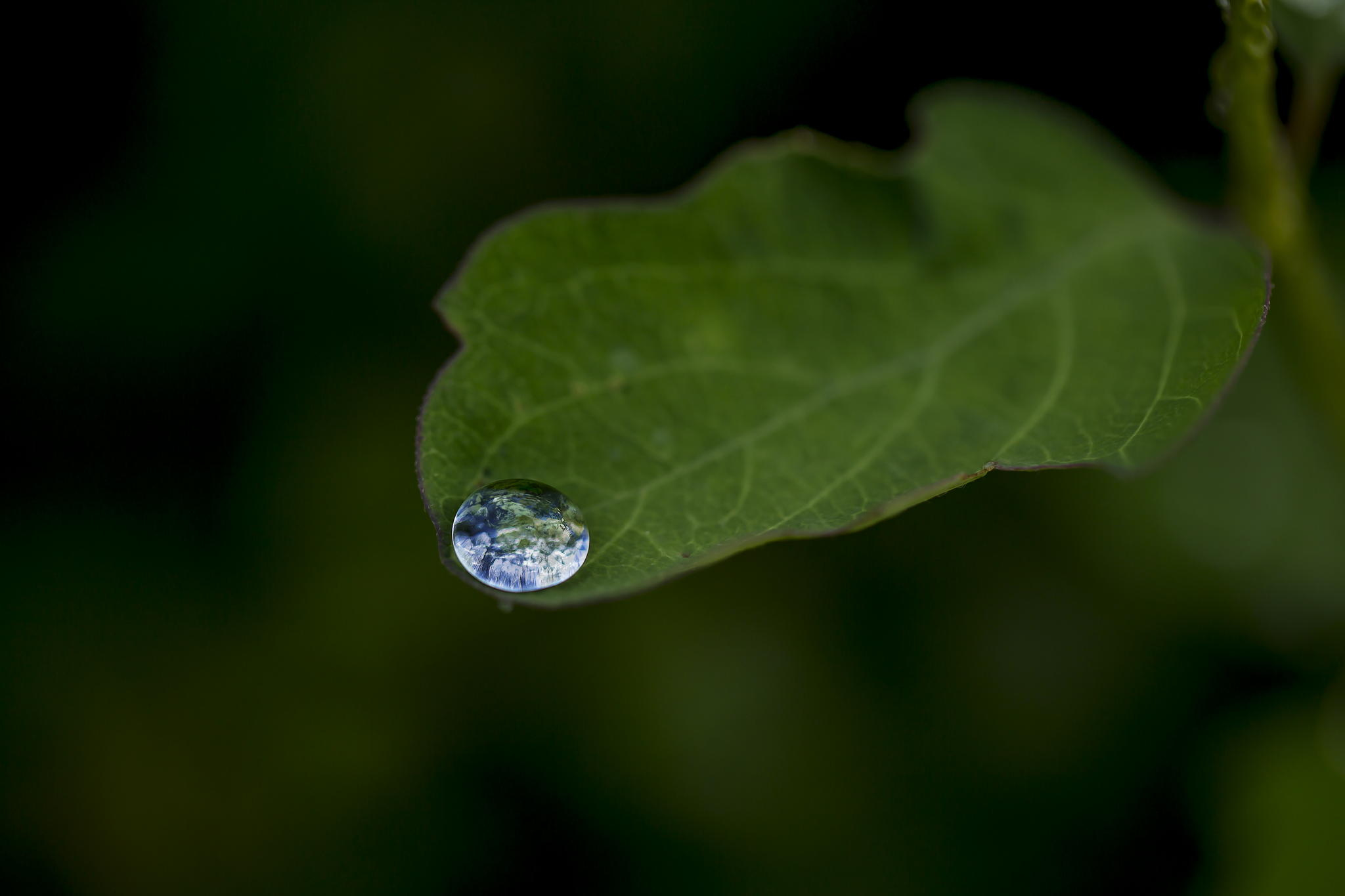 Free download wallpaper Nature, Leaf, Earth, Bokeh, Water Drop on your PC desktop