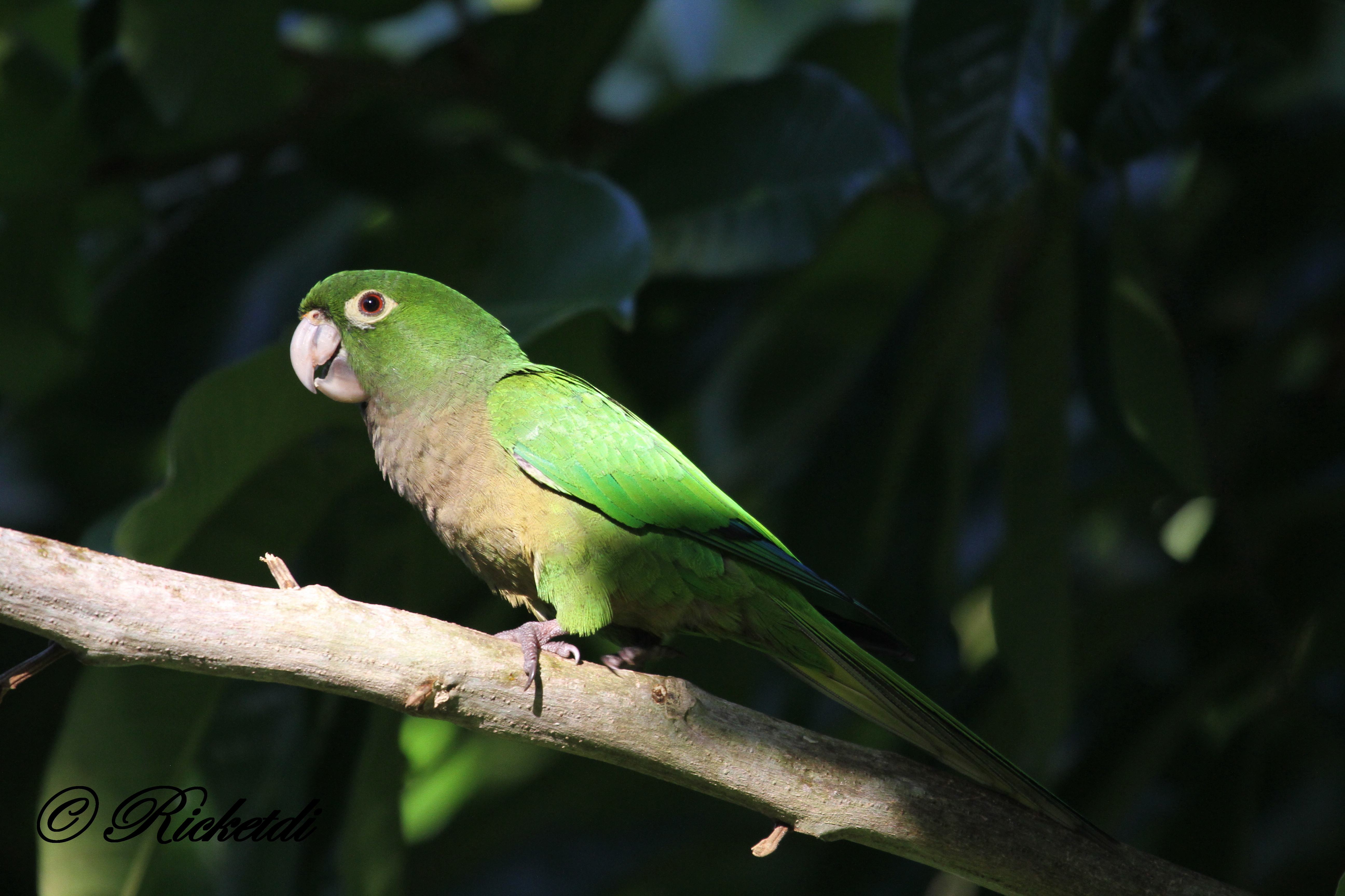 animal, olive throated parakeet, bird, parakeet, parrot, birds