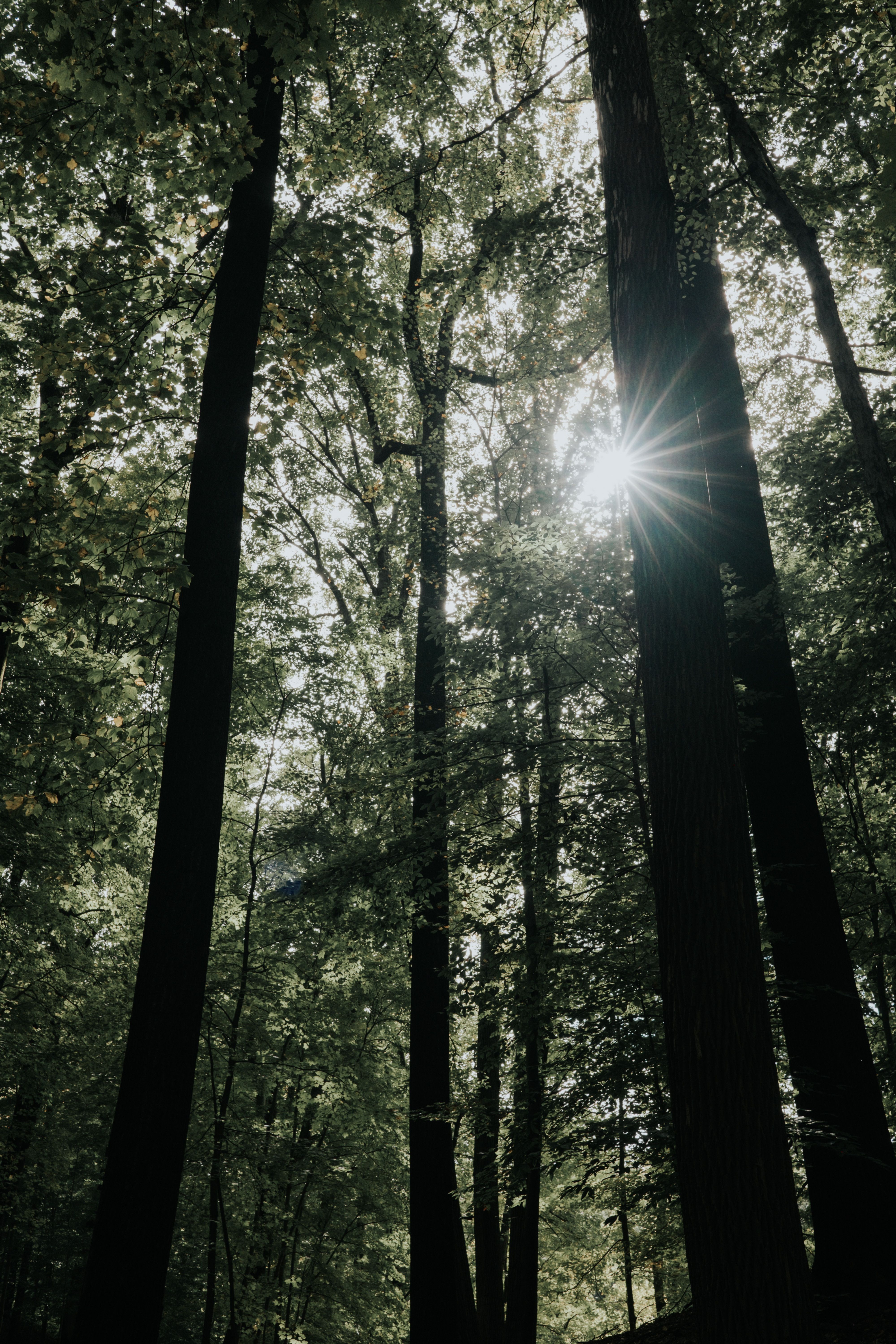 Free download wallpaper Nature, Trees, Rays, Beams, Forest, Branches, Sunlight on your PC desktop