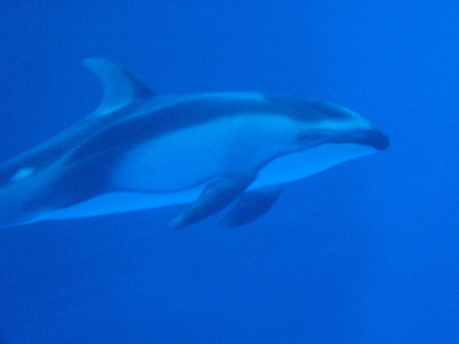 Скачать обои бесплатно Животные, Дельфин, Подводный картинка на рабочий стол ПК